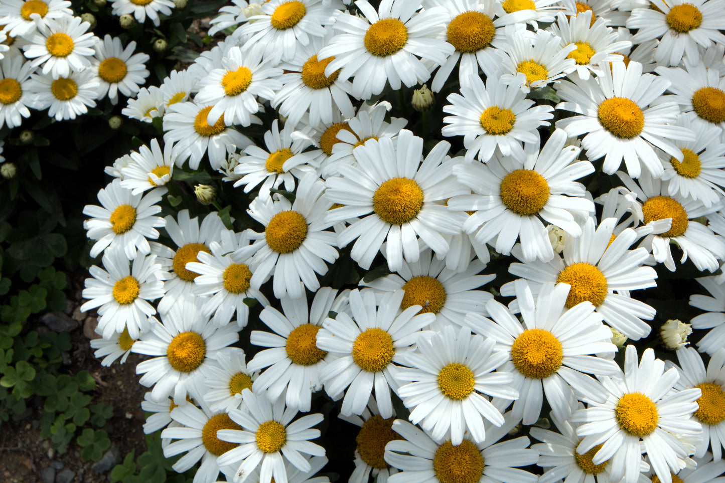 2000 OX EYE DAISY Marguerite Chrysanthemum Leucanthemum White Flower Seeds