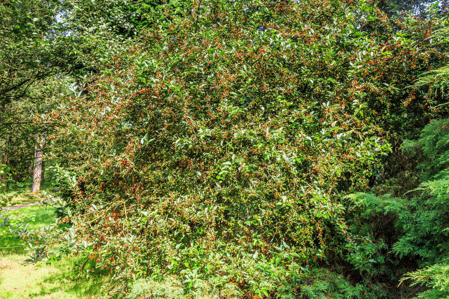 30 Sargent CRAB APPLE Shrub Hummingbird Flower White Red Malus Sargentii Seeds