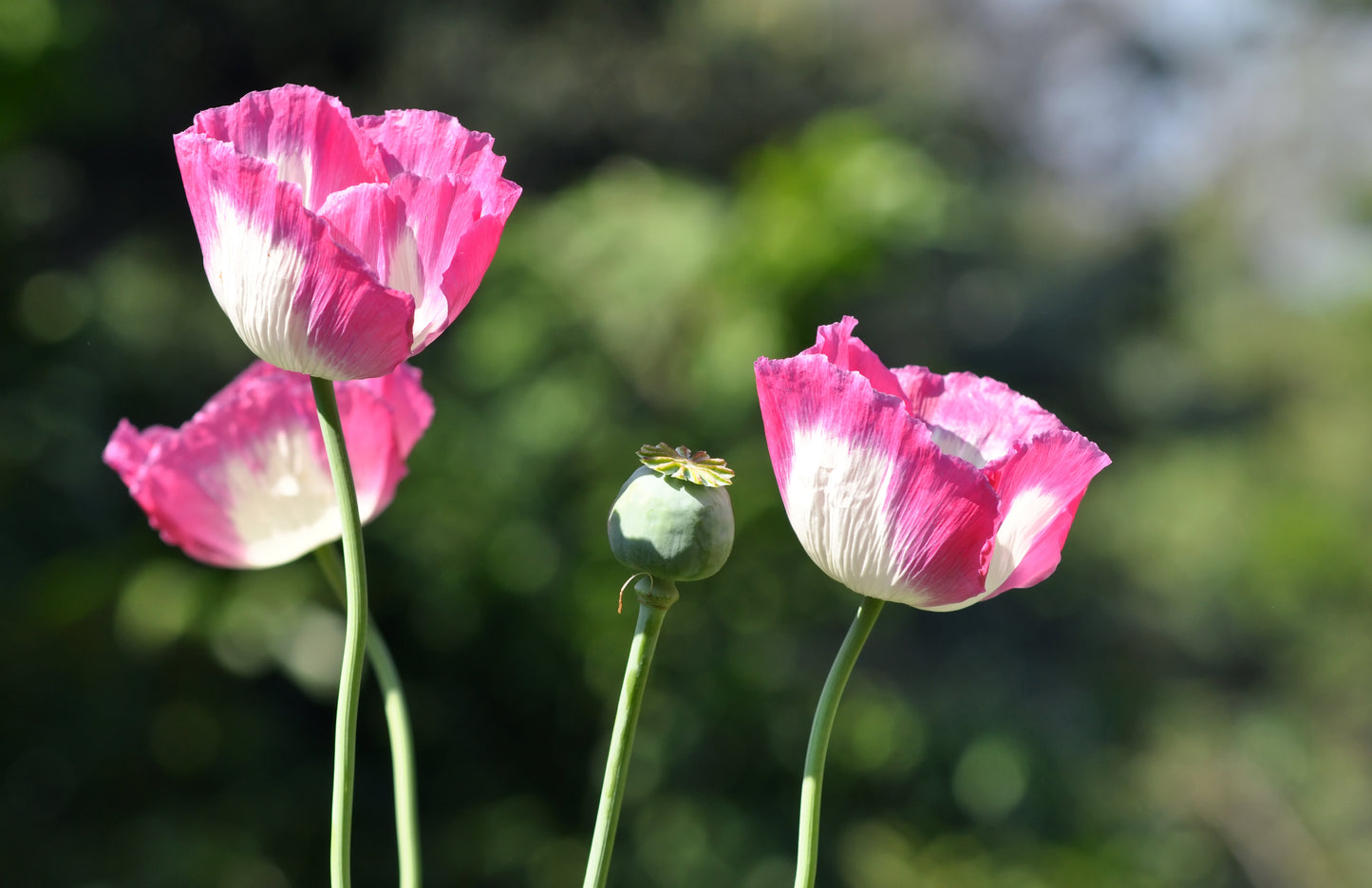 200 Organic AMPHORA POPPY Pink & White Papaver Somniferum Flower Seeds