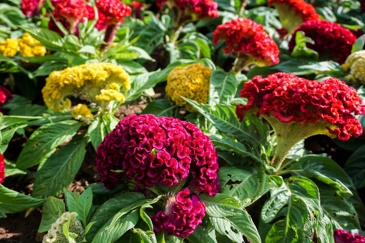 100 CORAL GARDENS Mix CELOSIA Cockscomb Celosia Argentea Cristata Flower Seeds