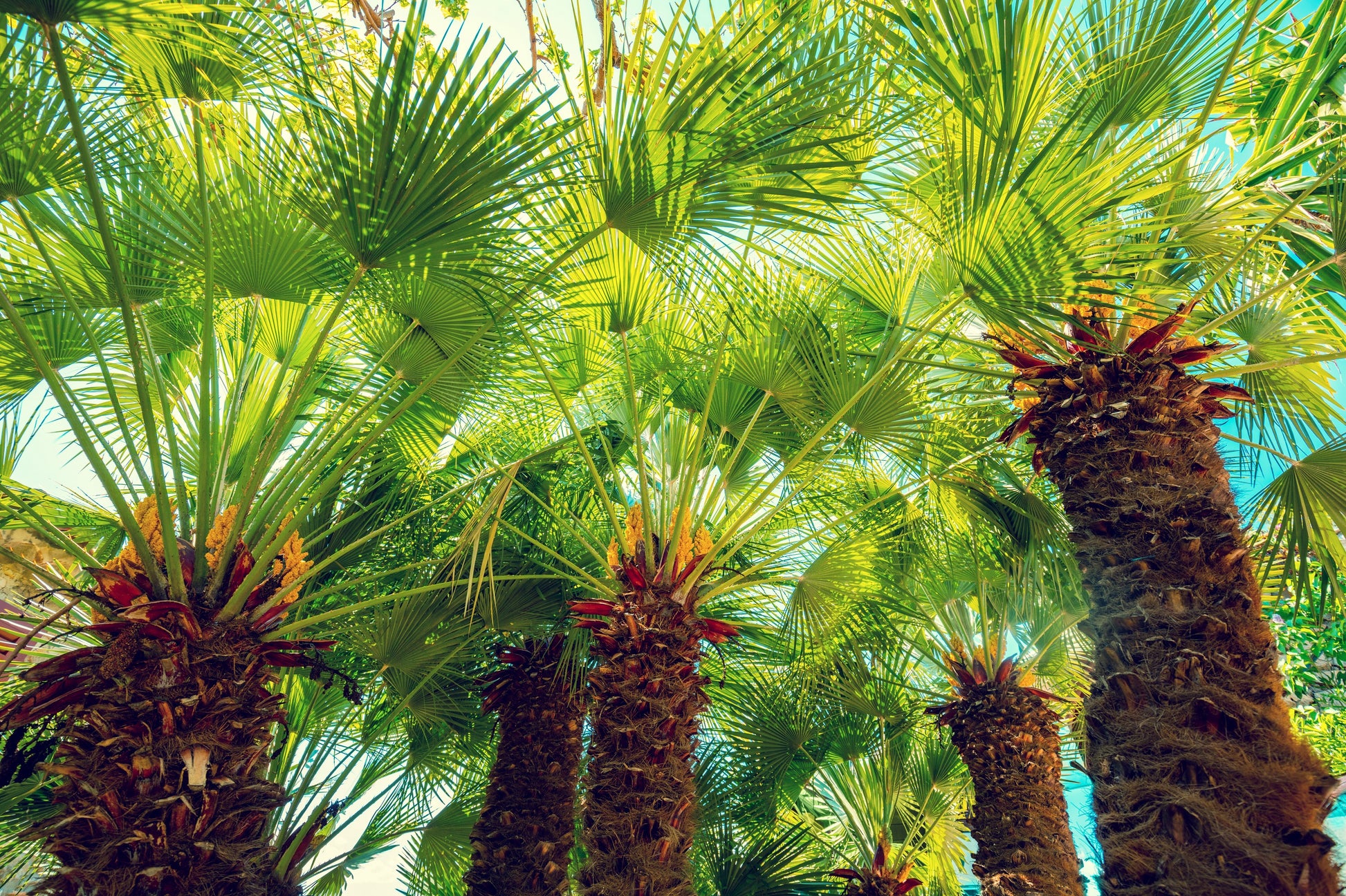 miniature palm plant 5 MEDITERRANEAN FAN PALM European Dwarf Tree Shrub Chamaerops Humilis – Seedville USA