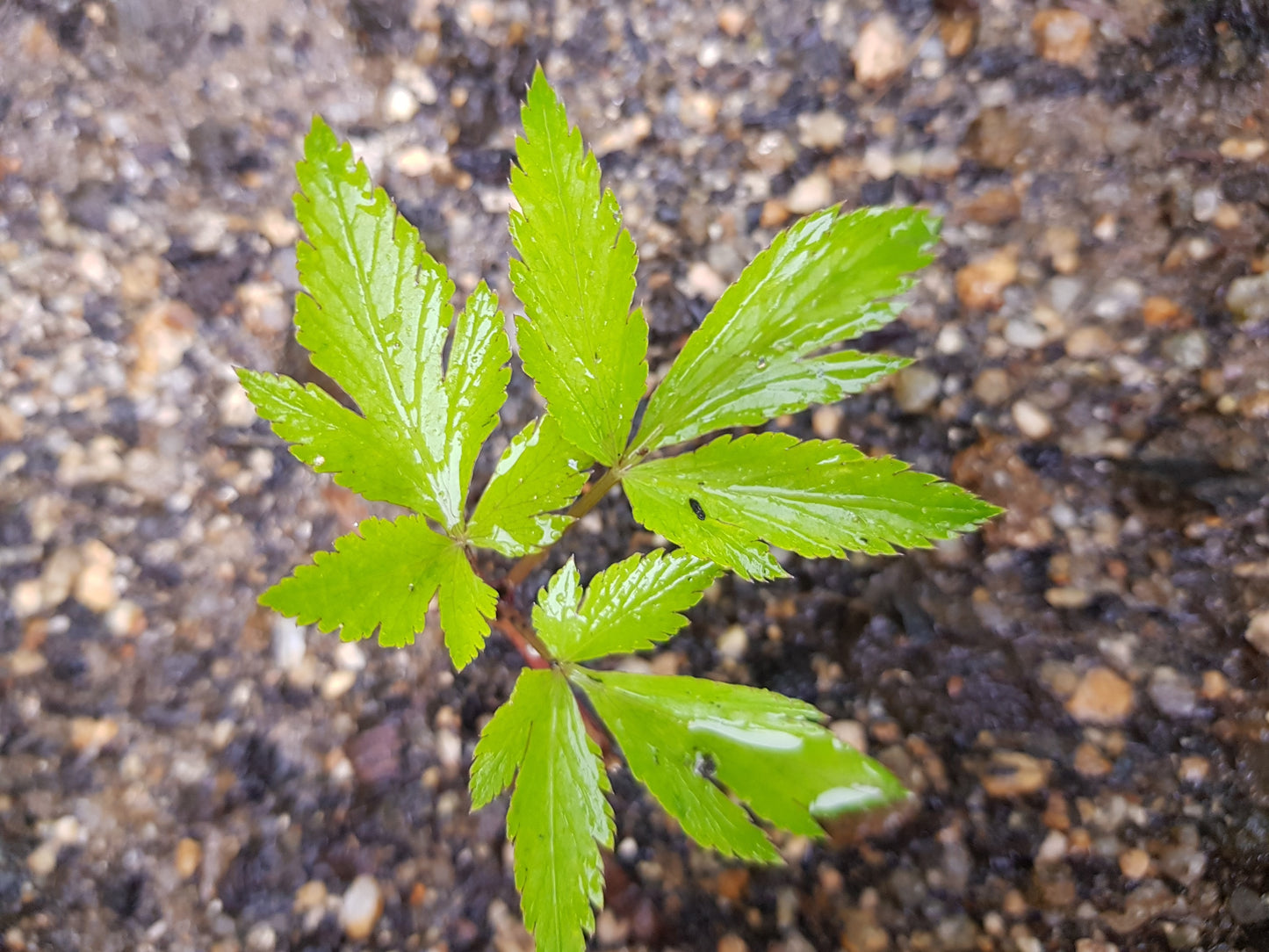 50 FEMALE GINSENG Dong Quai Chinese Angelica Sinensis Herb White Flower Seeds