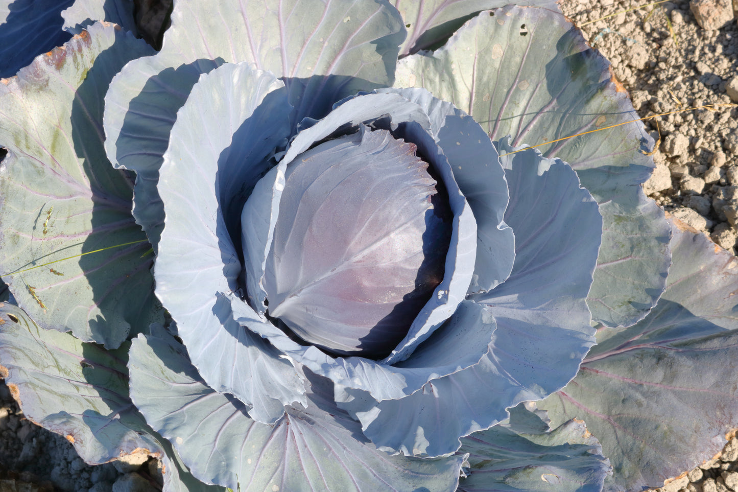 500 RED ACRE CABBAGE Brassica Oleracea Capitata Vegetable Seeds