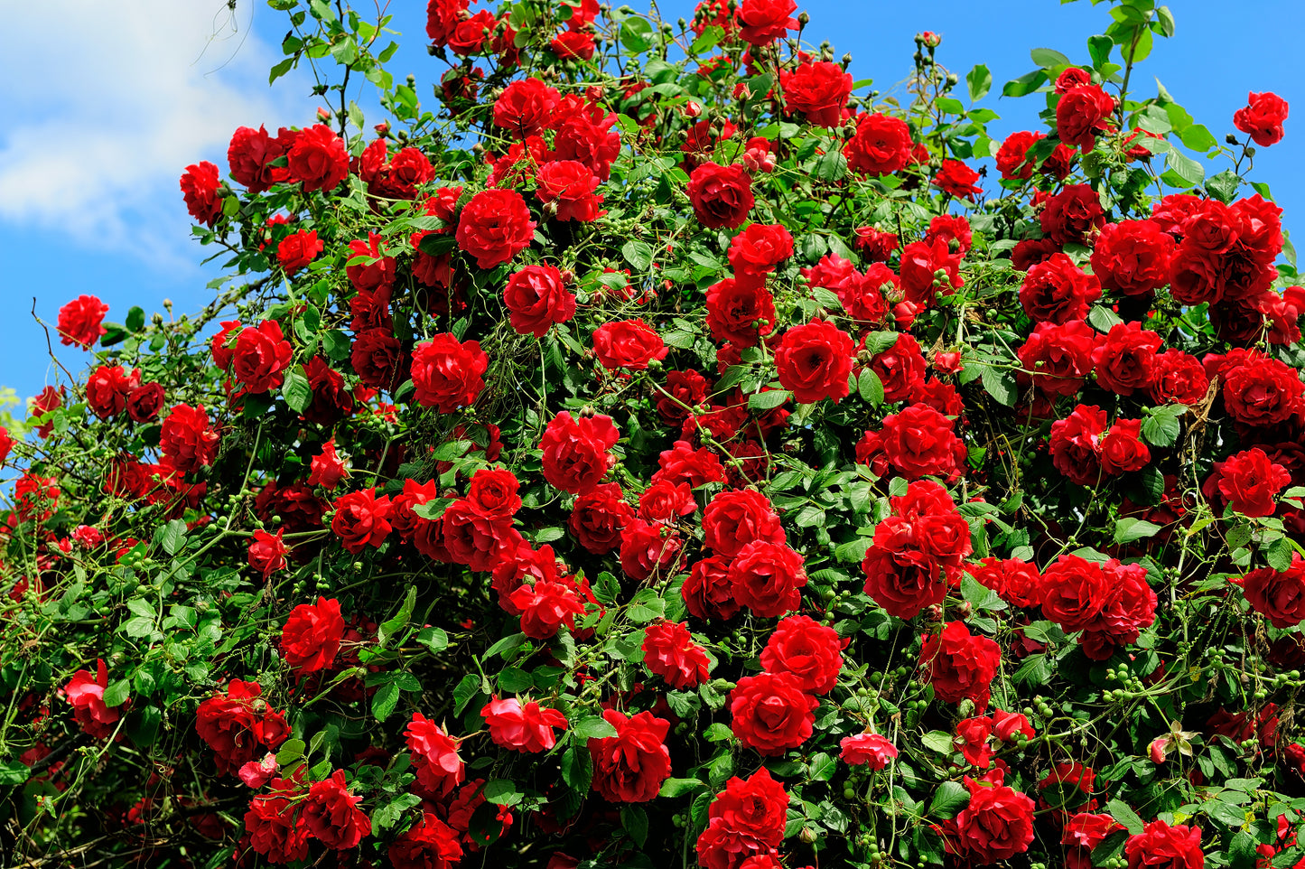 5 RED CLIMBING ROSE Rosa Bush Vine Climber Fragrant Butterfly Flower Seeds