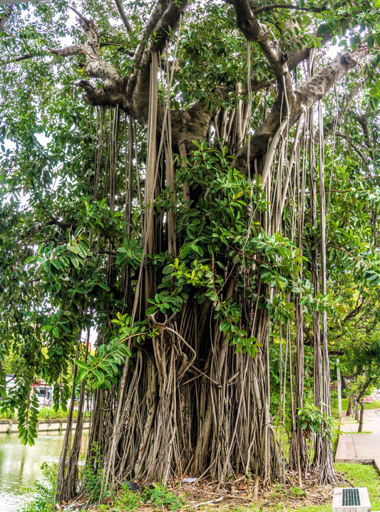 50 BANYAN / BANYAN FIG TREE East Indian Ficus Benghalensis Aerial Root Houseplant Seeds