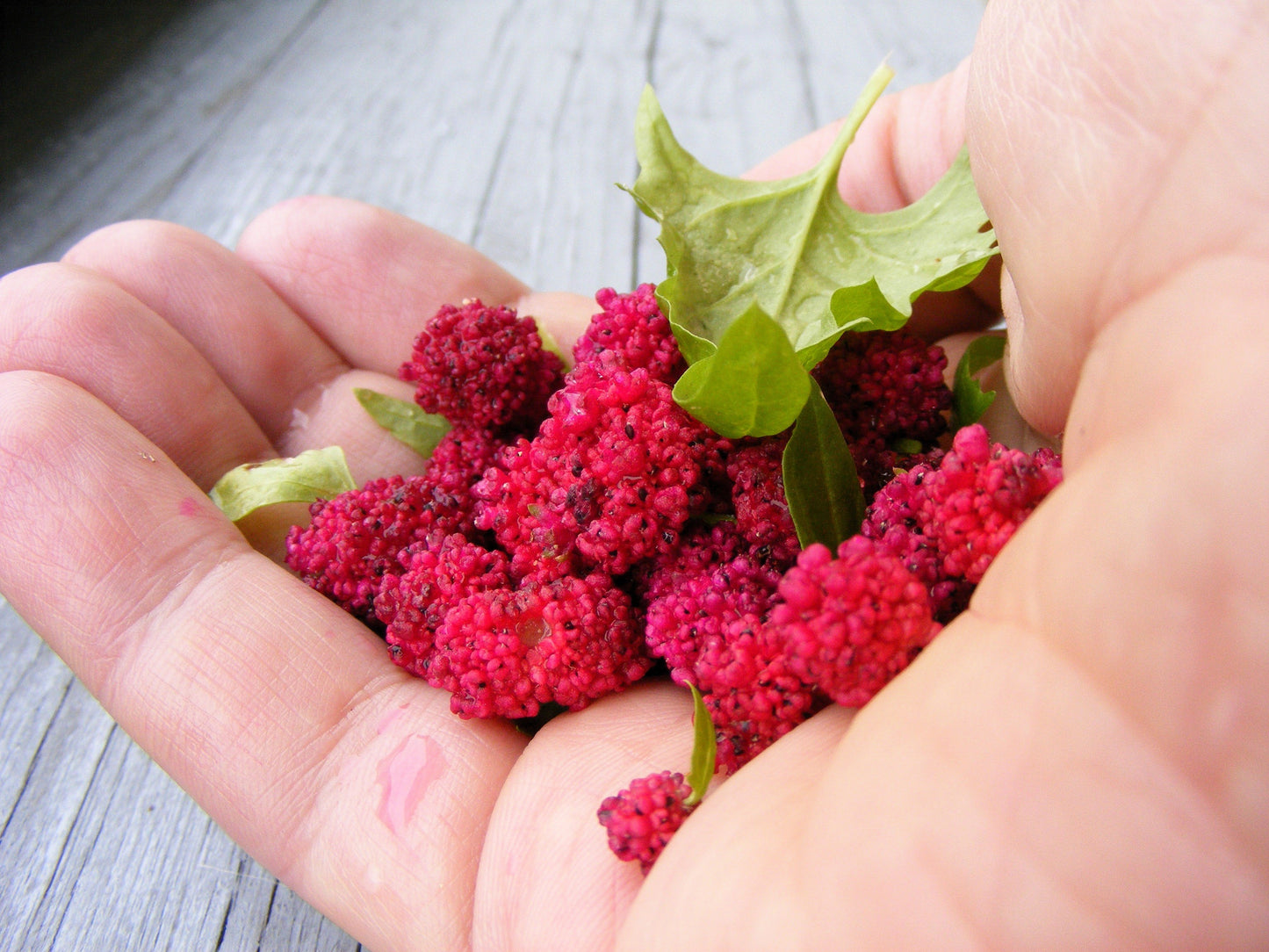 100 STRAWBERRY STICKS / SPINACH Chenopodium Foliosum Fruit Berry Seeds