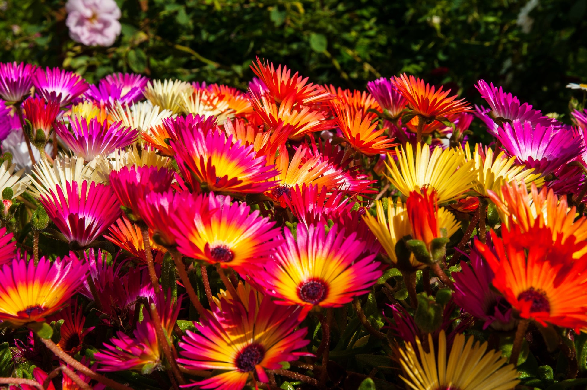 livingstone daisy succulent 200 MIXED Colors ICE PLANT ( Mesembryanthemum Daisy / Livingstone Daisy ) Dorotheanthus Bellidiformis Flower Seeds