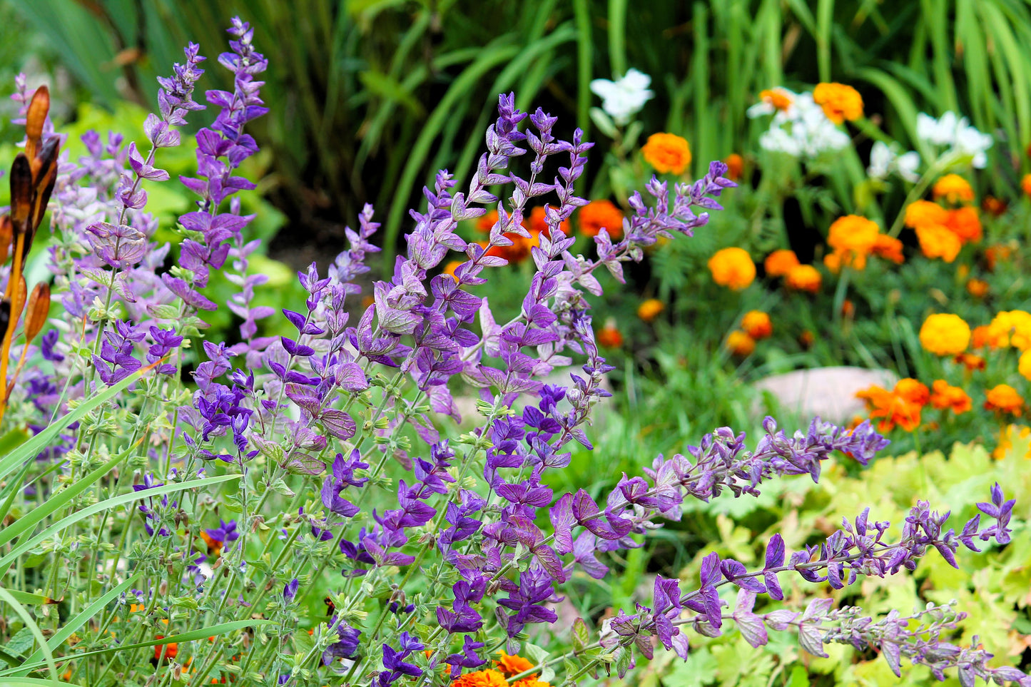 50 OXFORD BLUE SAGE Salvia Viridis Clary Painted Horminum Sage Herb Flower Seeds