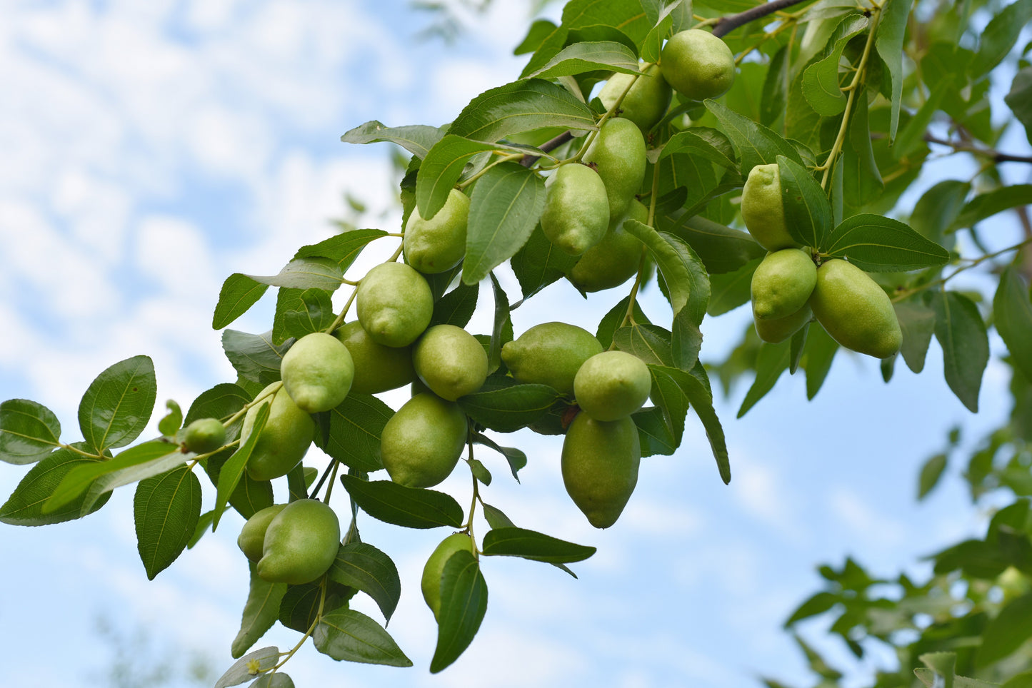 5 JOJOBA Simmondsia Chinensis Fruit Nut Oil Evergreen Shrub Seeds