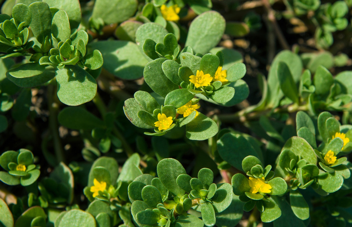 300 Organic GOLDEN PURSLANE Portulaca Sativa Vegetable Herb Yellow Flower Seeds