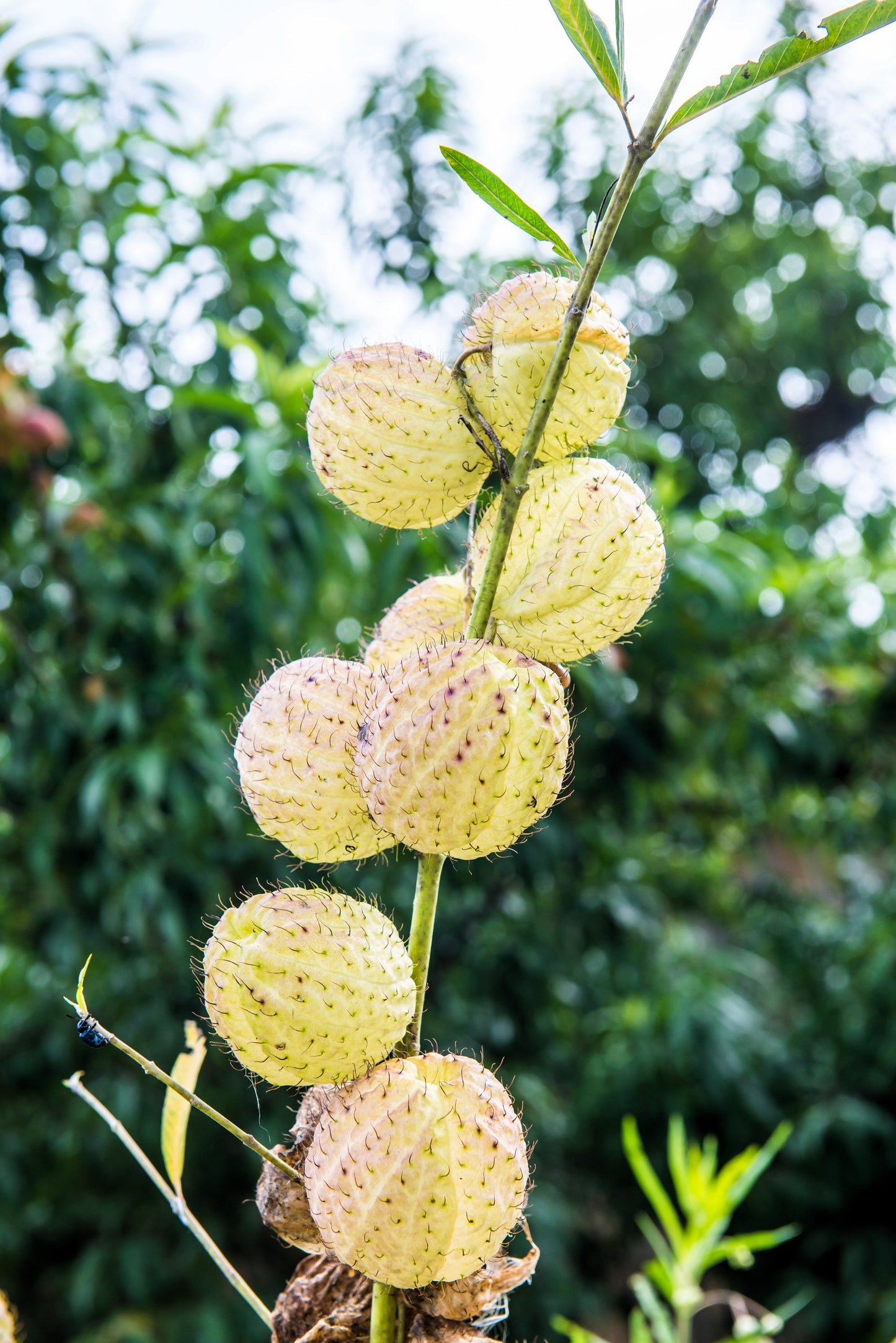 10 BALLOON MILKWEED Hairy Balls Butterfly Weed Asclepias Gomphocarpus Physocarpus Monarch Flower Seeds