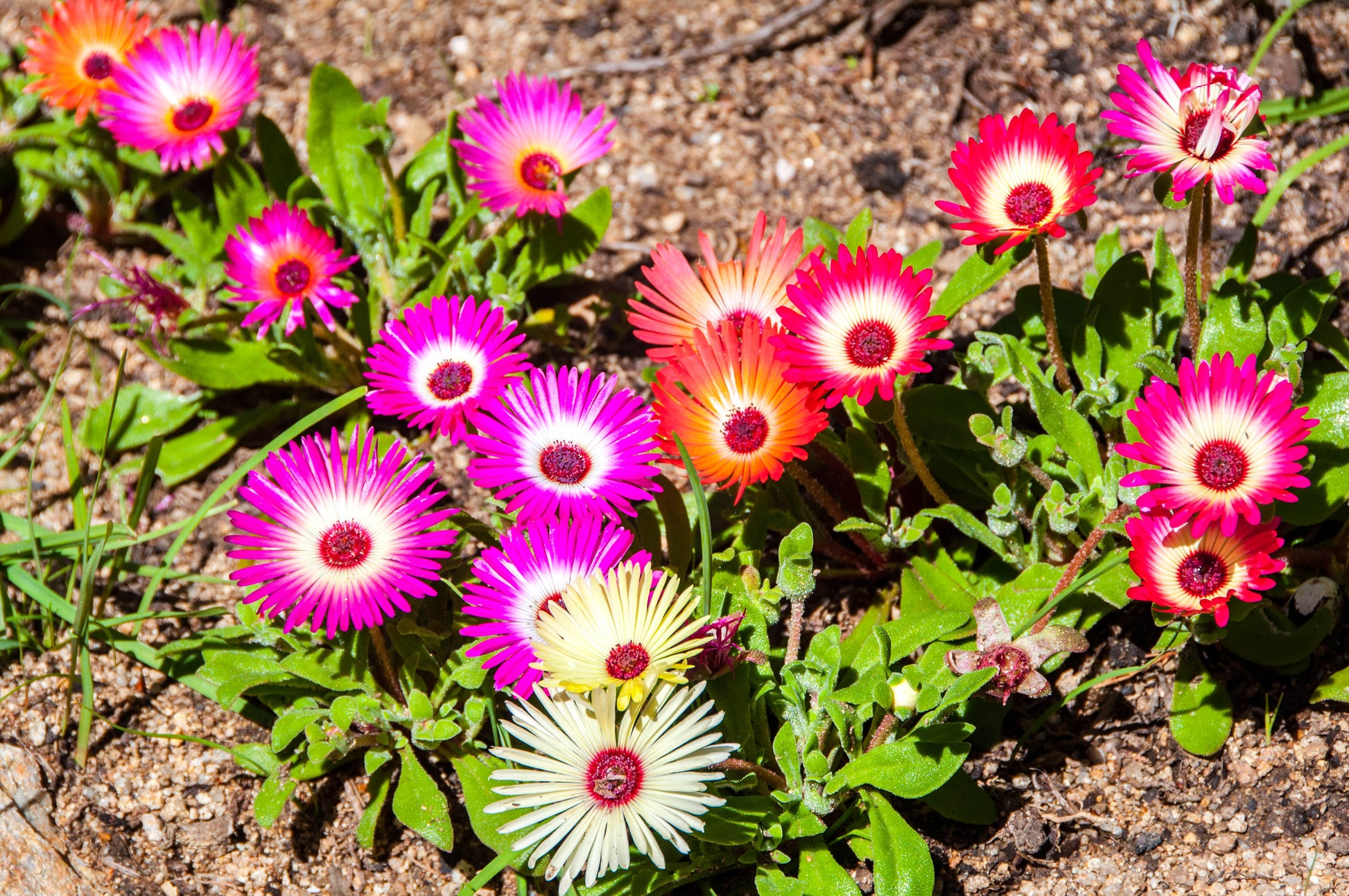 planting livingstone daisy seeds 200 MIXED Colors ICE PLANT ( Mesembryanthemum Daisy / Livingstone Dais – Seedville USA