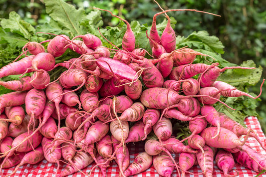 100 CHINA ROSE RADISH (Chinese Winter Radish) Raphanus Sativus Vegetable Seeds