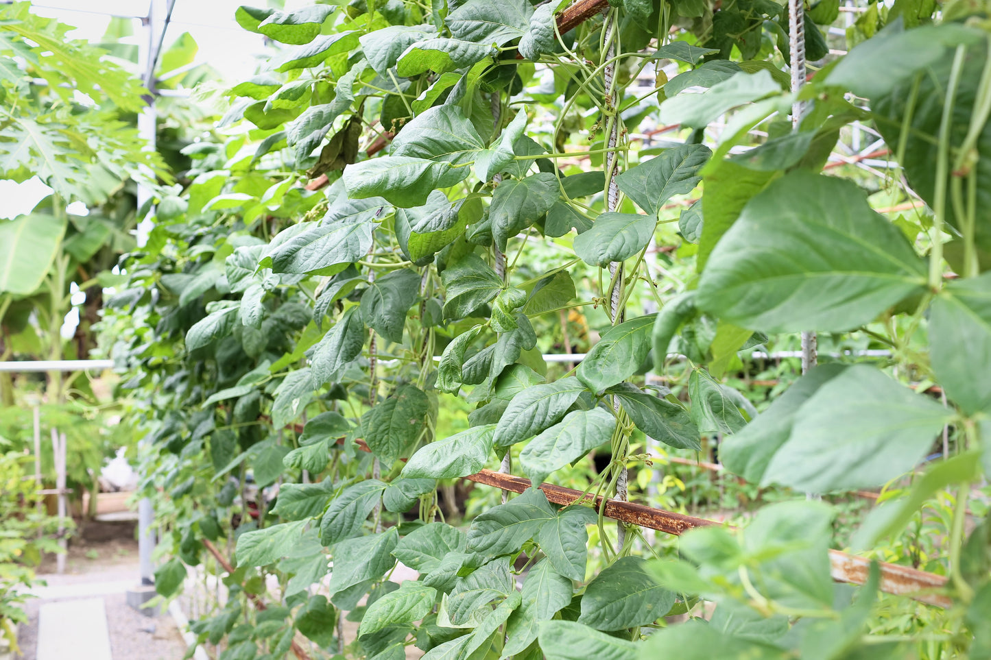 100 Texas CREAM COW PEA Southern Pea Bush Vigna Unguiculata Vegetable Seeds