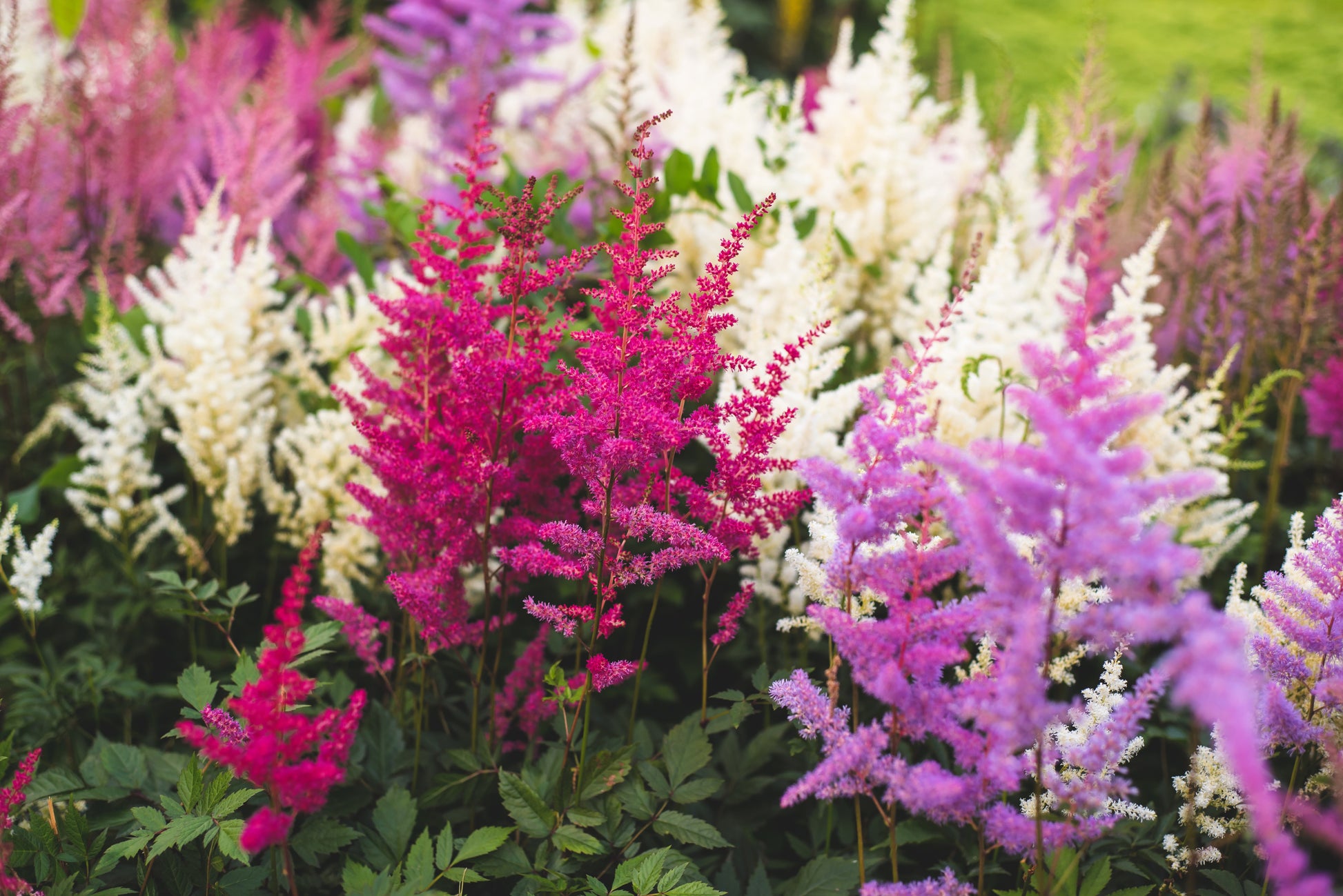 astilbe flower seeds 50 MIXED Colors ASTILBE BUNTER Astilbe Simplicifolia Shade Red White P – Seedville USA