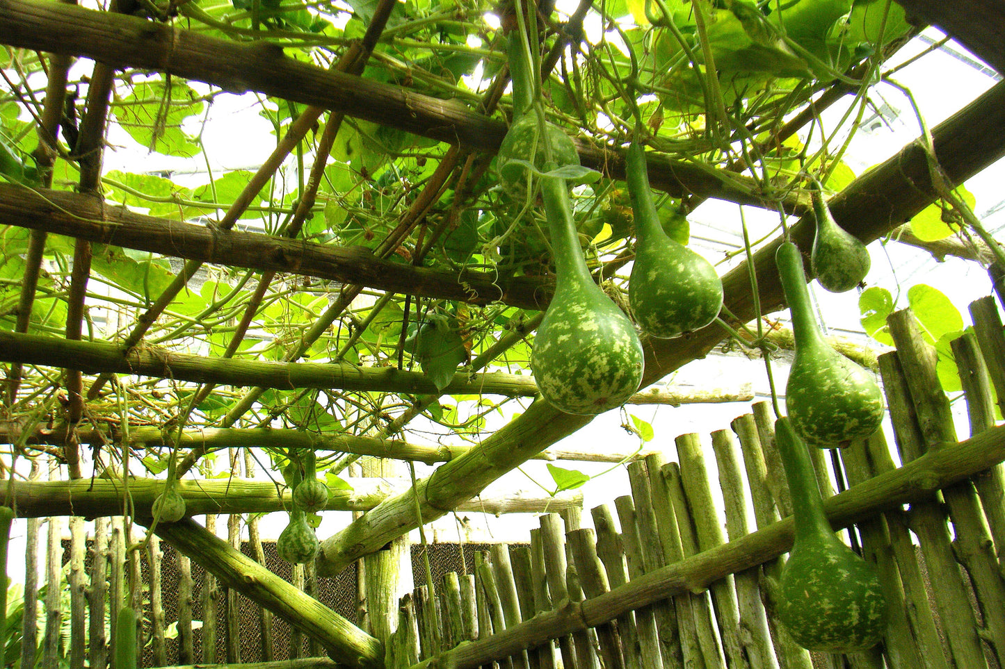 30 DIPPER GOURD Siphon Gourd Green Lagenaria Siceraria Vegetable Seeds