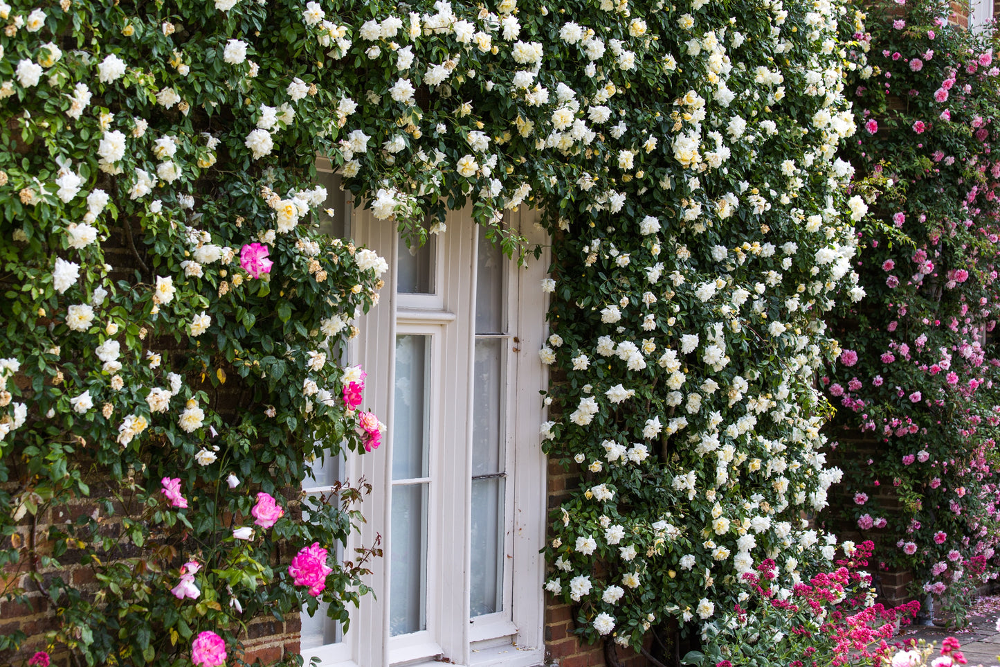 5 WHITE CLIMBING ROSE Rosa Bush Vine Climber Fragrant Butterfly Flower Seeds