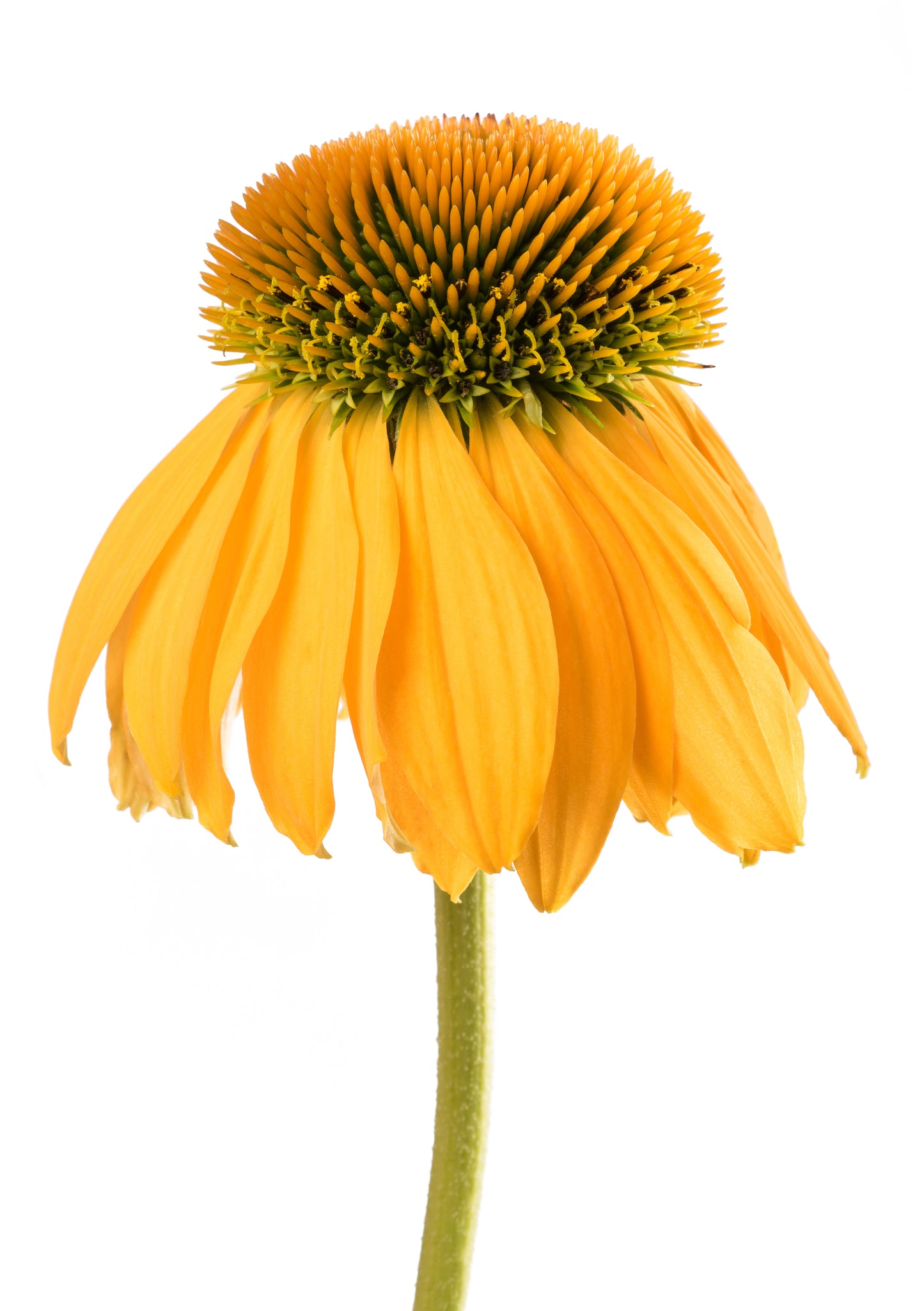 50 OZARK GOLD CONEFLOWER Echinacea Paradoxa Yellow Bush's Coneflower Flower Seeds