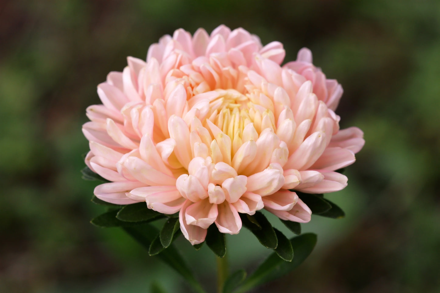 30 Duchess APRICOT PAEONY ASTER French Peony Callistephus Double Flower Seeds