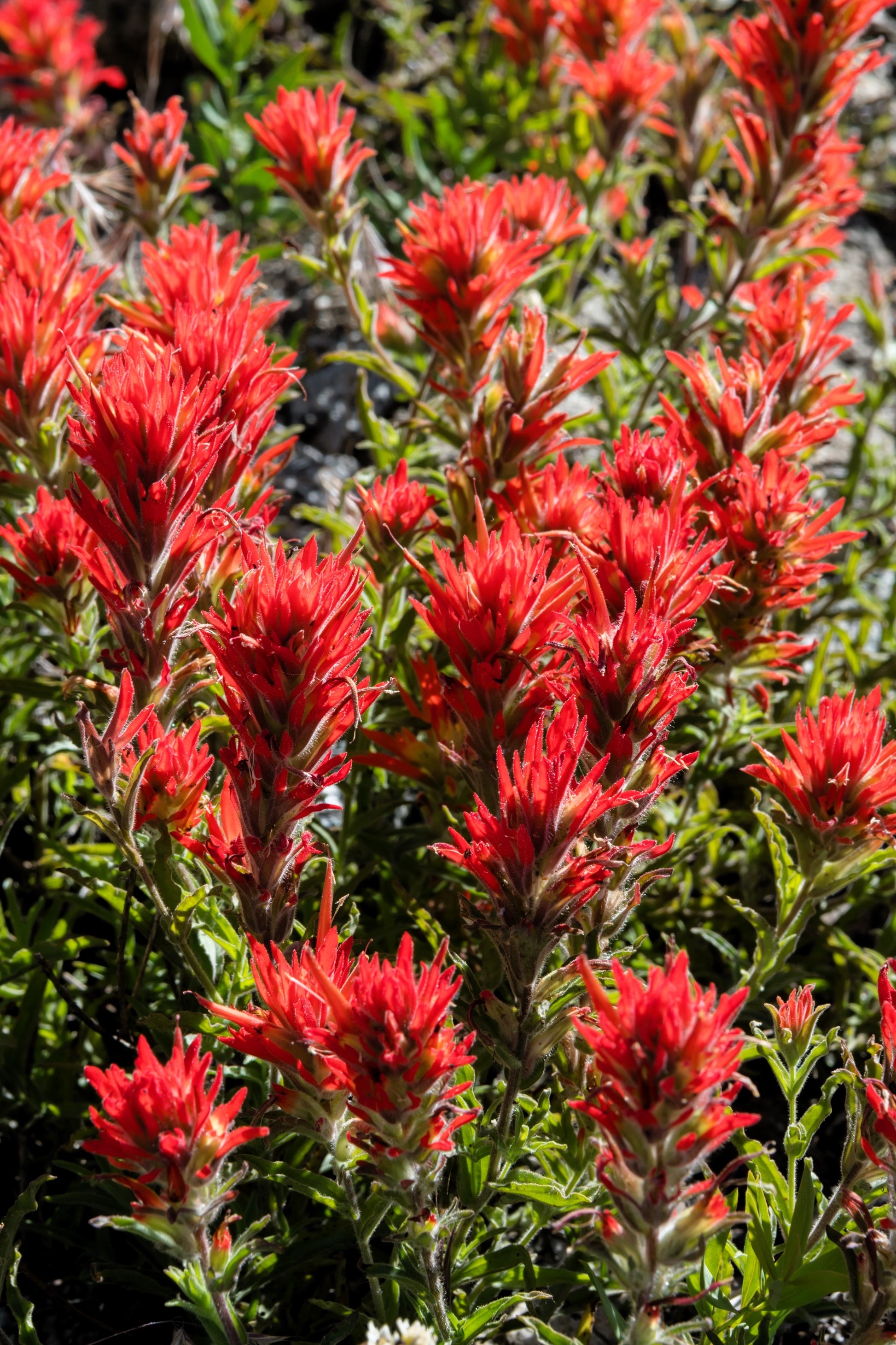 planting indian paintbrush seeds 50 Red INDIAN PAINTBRUSH Castilleja Indivisa Flower Seeds