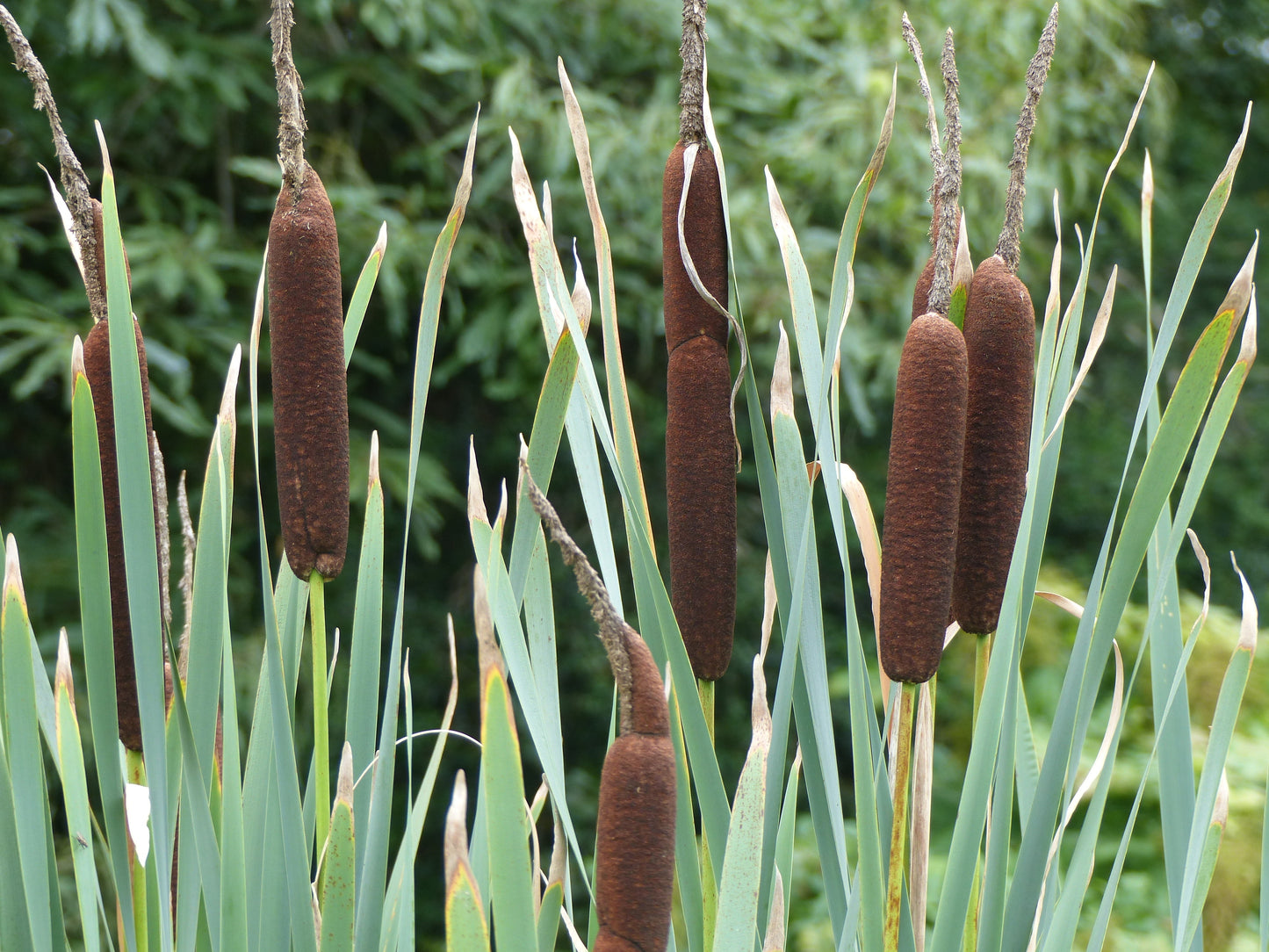 50 CATTAILS Cat Tails Typha Latifolia Water Pond Grass Flower Seeds