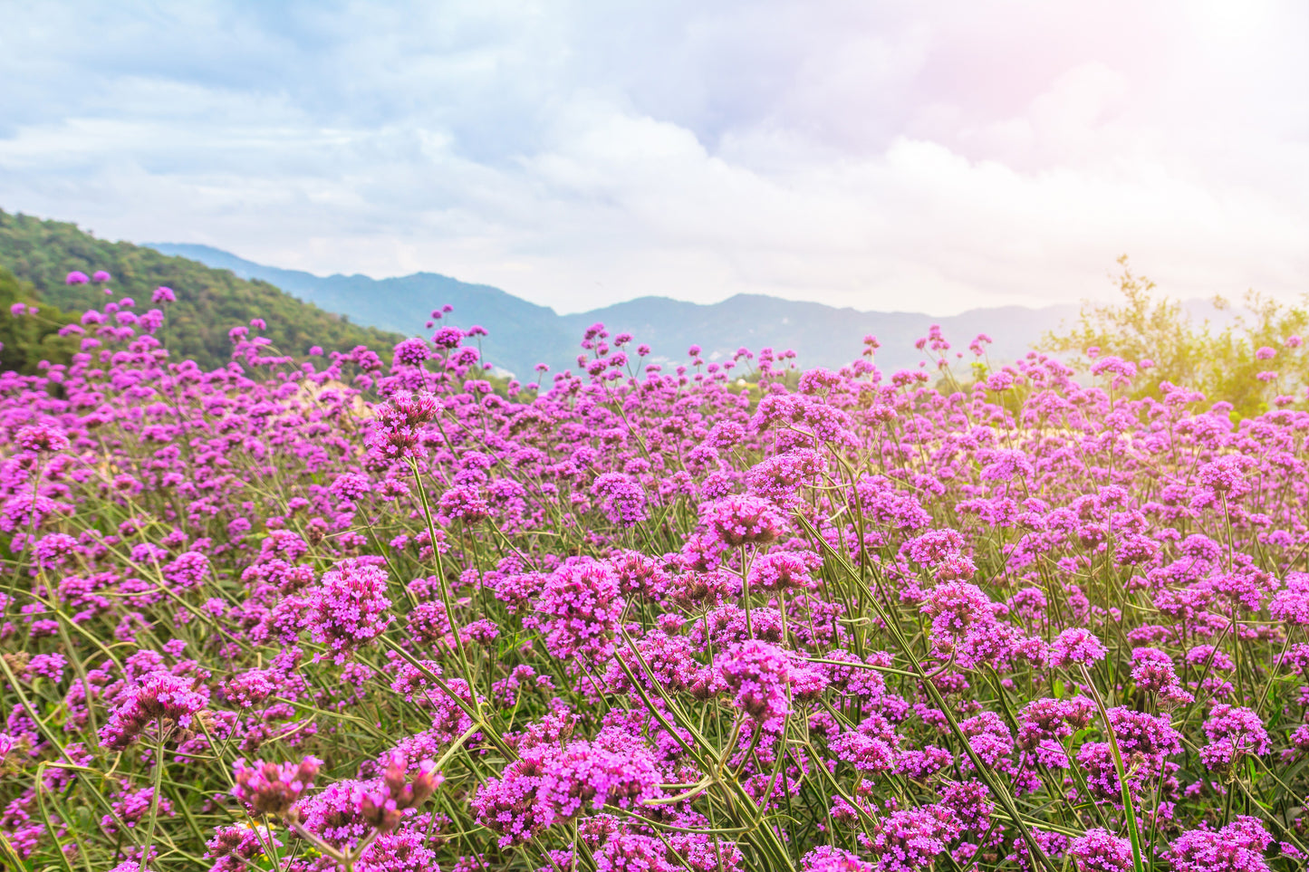 250 COMMON VERVAIN Verbena Officinalis European Herb Pink Purple Flower Seeds