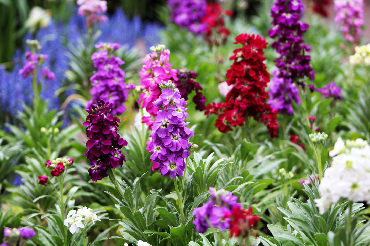 50 MIXED COLORS STOCK Matthiola Incana Ten-Week Gillyflower Blue White Pink Red Purple Seeds