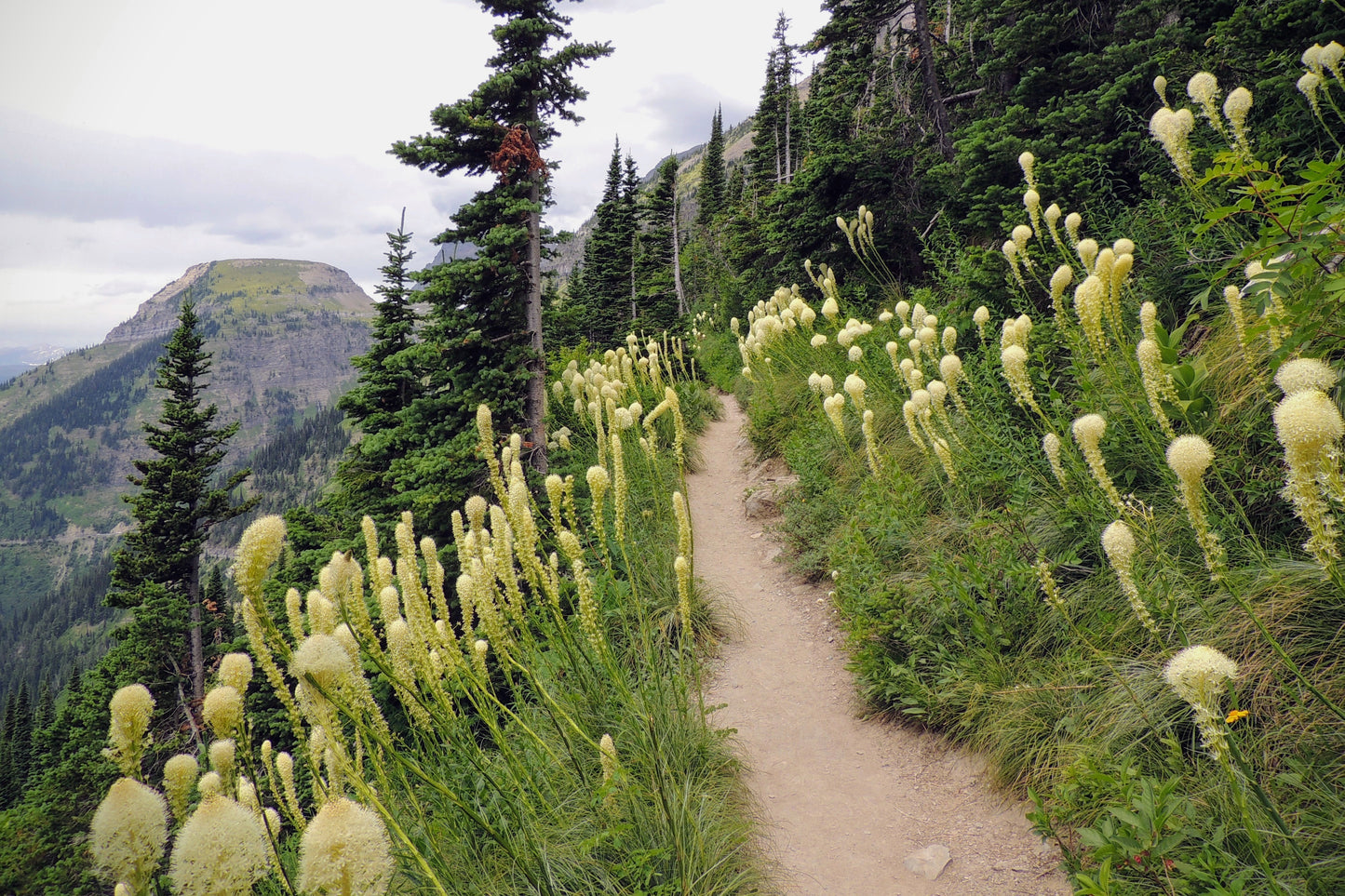 100 BEAR GRASS aka Bear LILY Beargrass Ornamental Xerophyllum Tenax Flower Seeds