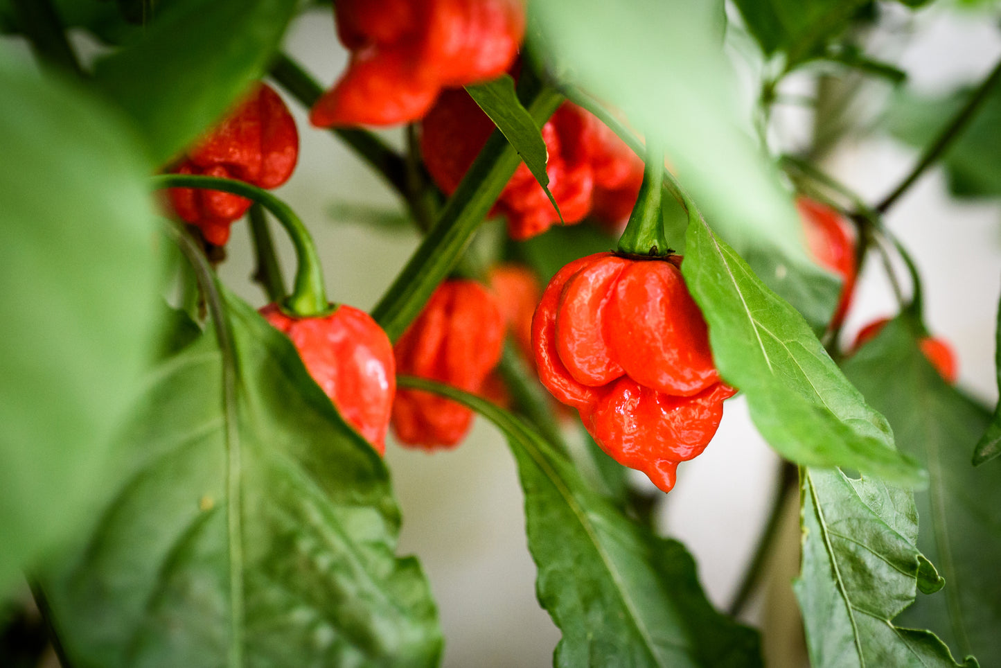 10 Red CAROLINA REAPER PEPPER World's Hottest Capsicum Chinense Hot Chili Vegetable Seeds