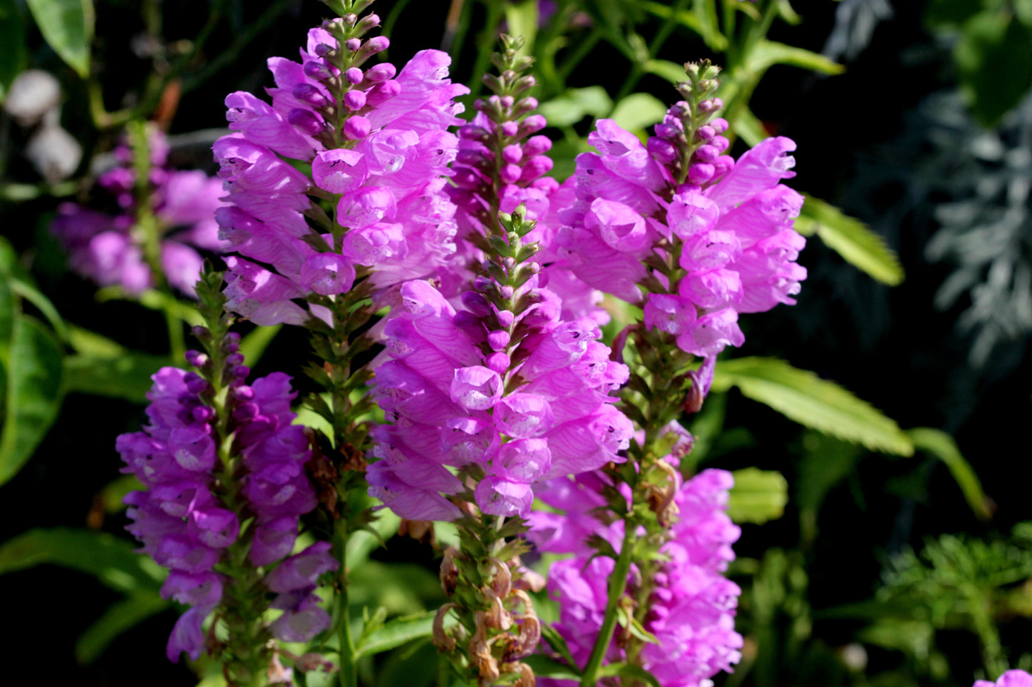 50 PINK Showy OBEDIENT PLANT (False Dragon Head) Physostegia Virginiana Flower Seeds