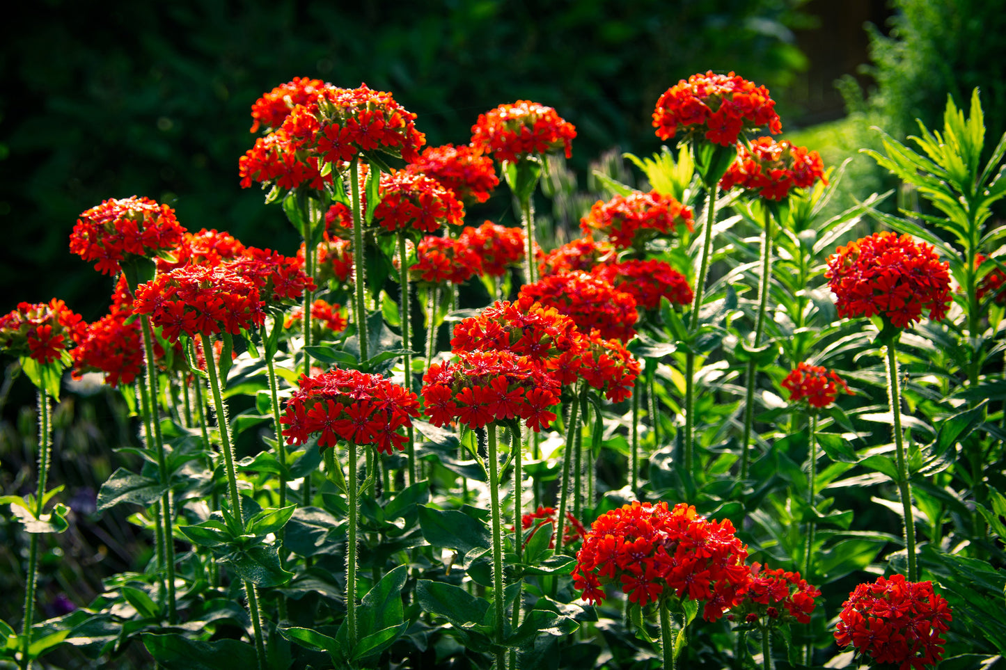 70 RED LYCHNIS Chalcedonica Campion Maltese Cross Flower Seeds