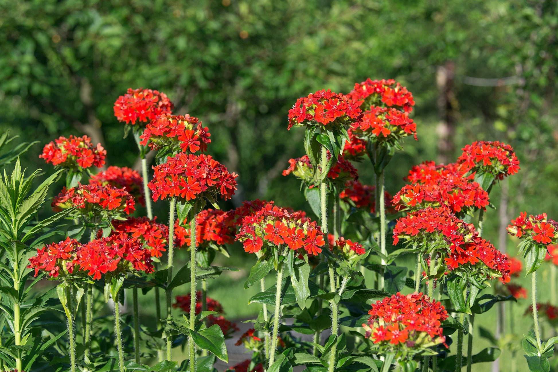 campion flower seeds 70 RED LYCHNIS Chalcedonica Campion Silene Maltese Cross Flower Seeds