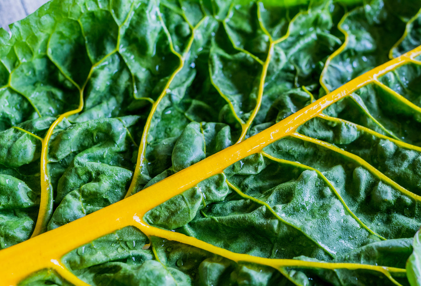 40 YELLOW CANARY SWISS CHARD Beta Vulgaris Perpetual Spinach Vegetable Seeds