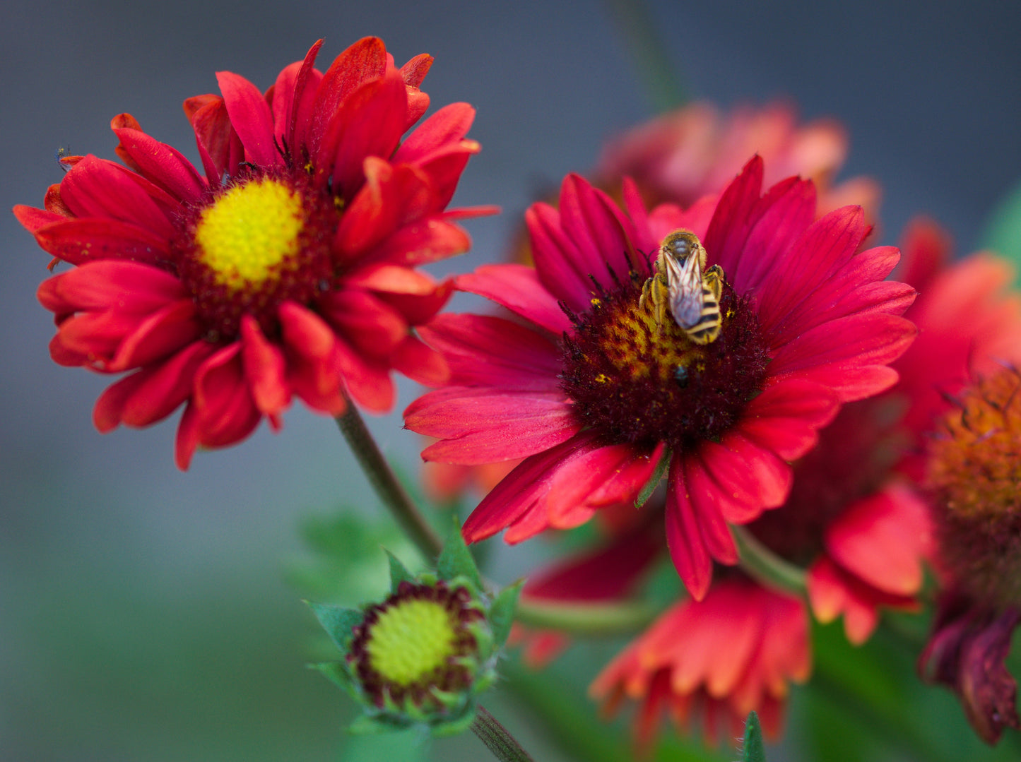 50 BURGUNDY GAILLARDIA Red Indian Blanket Flower Seeds