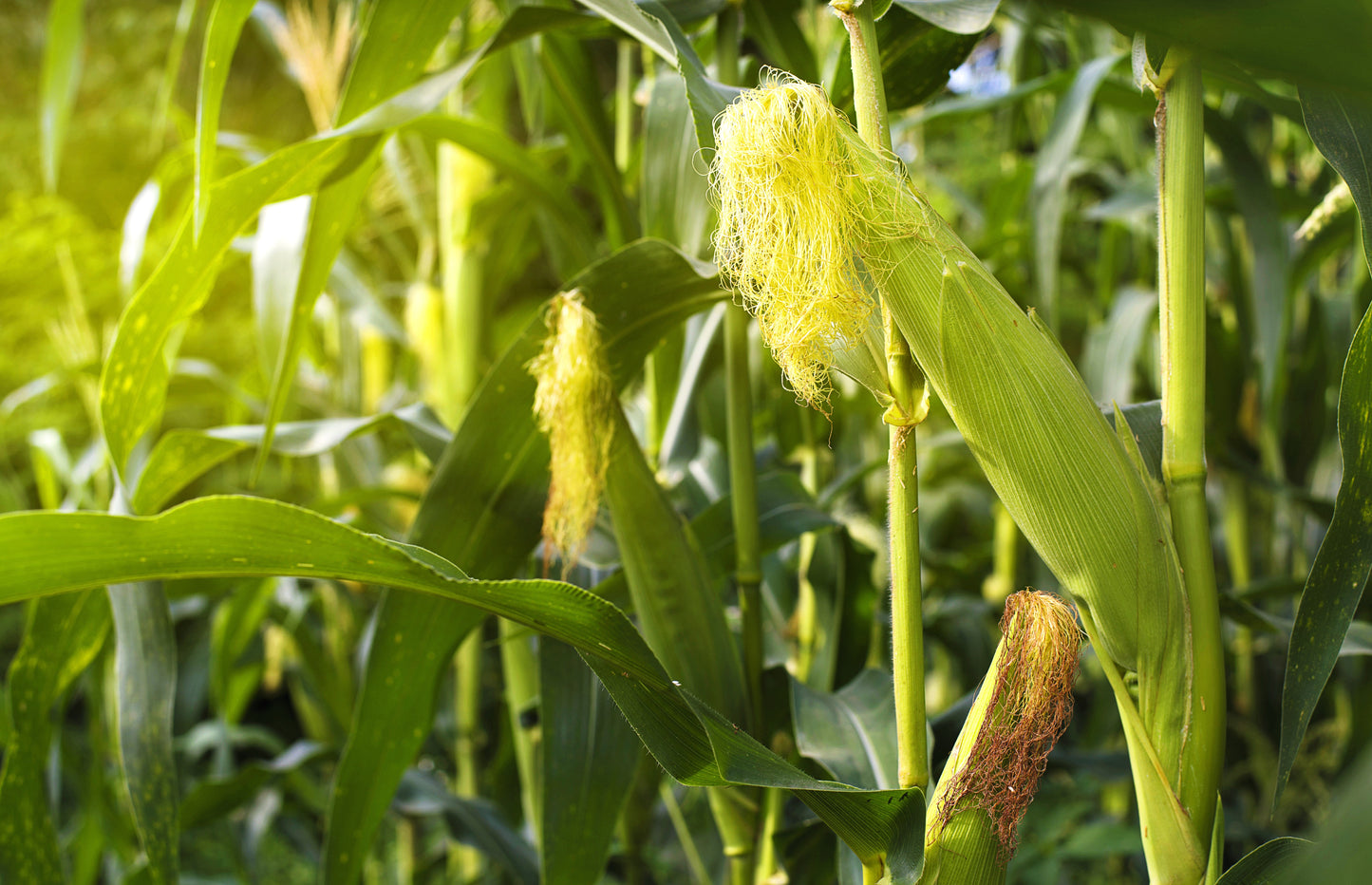 60 BICOLOR CORN DELECTABLE Yellow & White Zea Mays Vegetable Seeds