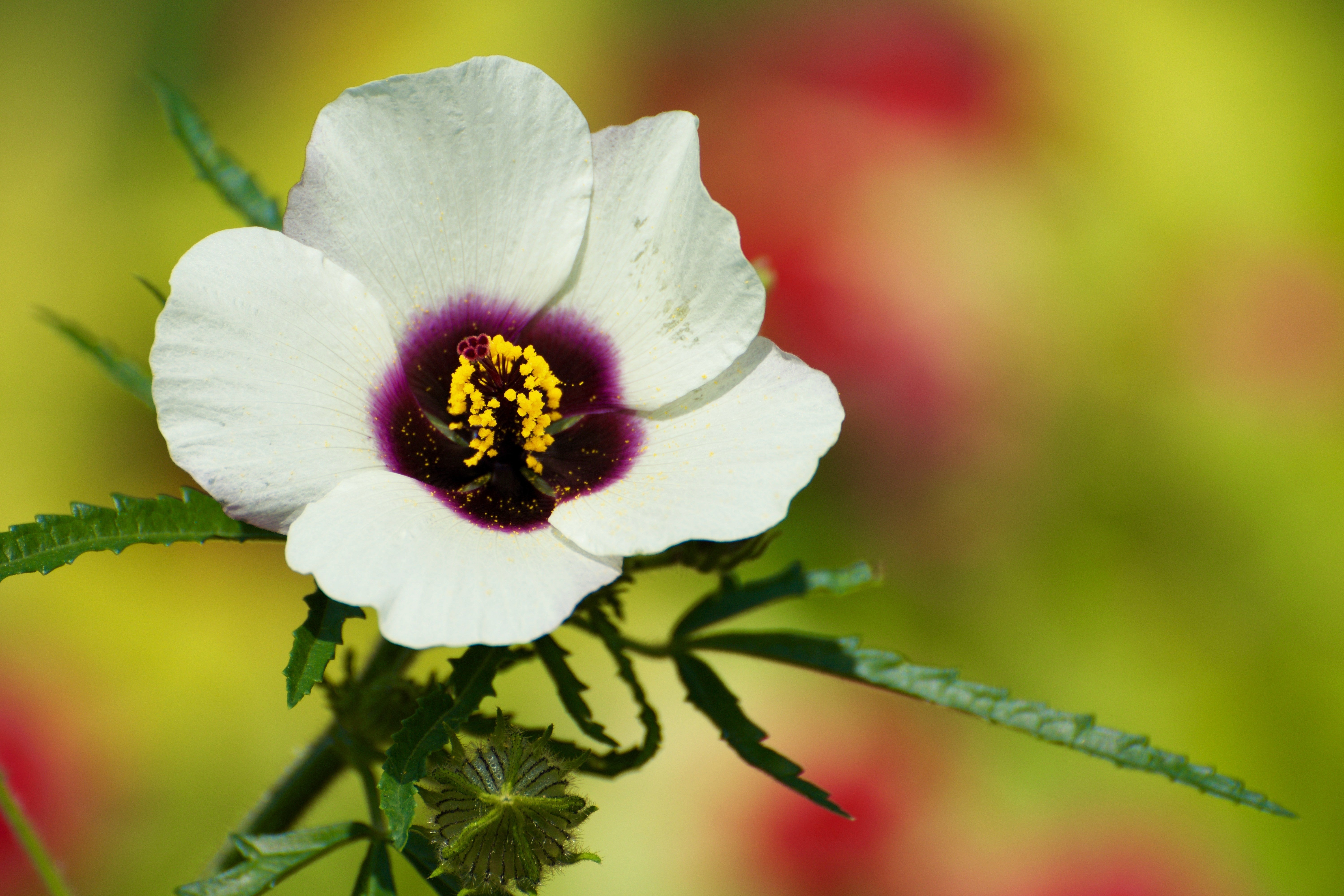 10 SIMPLY LOVE HIBISCUS (Flower of the Hour / Baldder Hibiscus