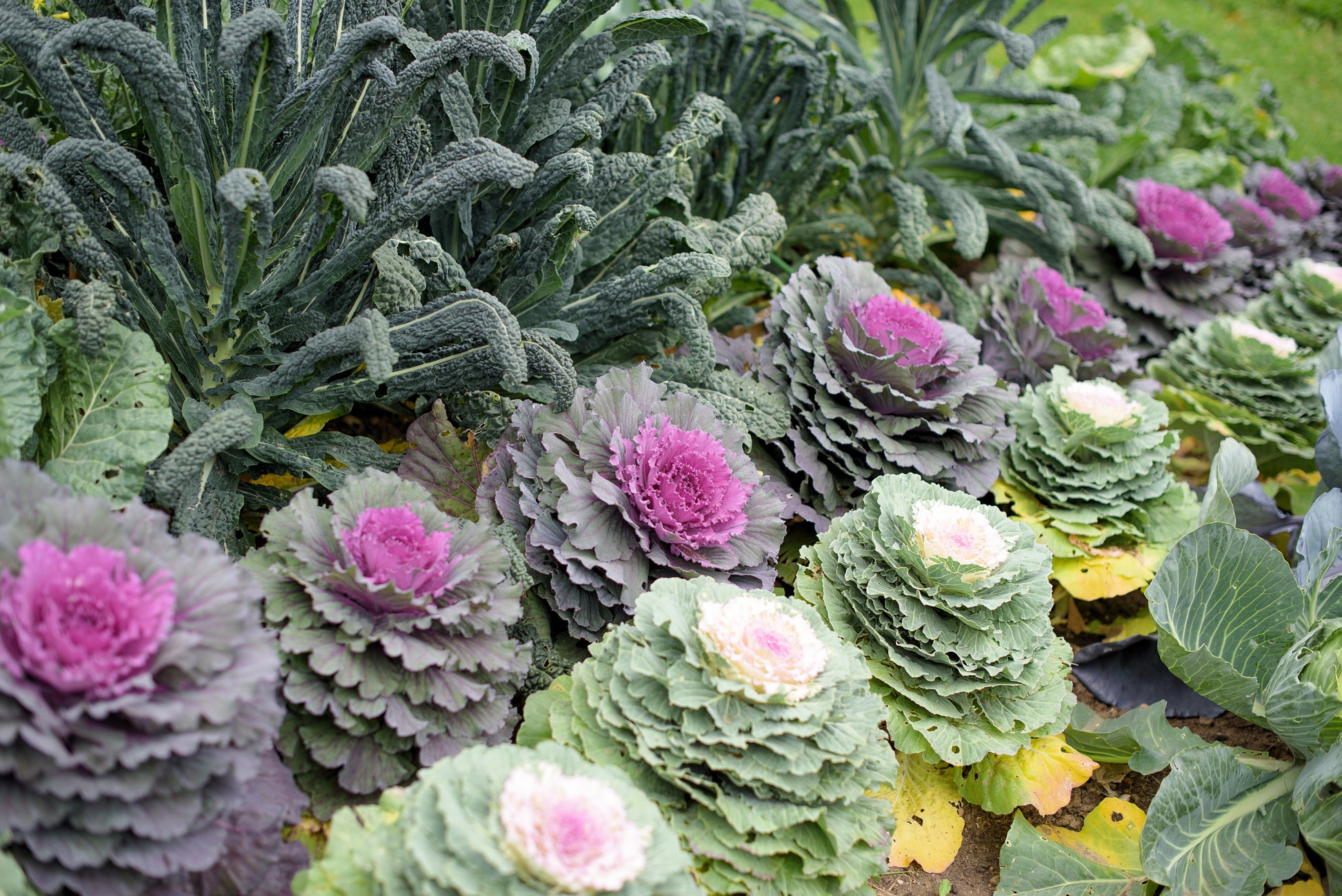 indoor cabbage plant 50 MIXED ORNAMENTAL CABBAGE Flowering Cabbage Brassica Oleracea Seeds – Seedville USA
