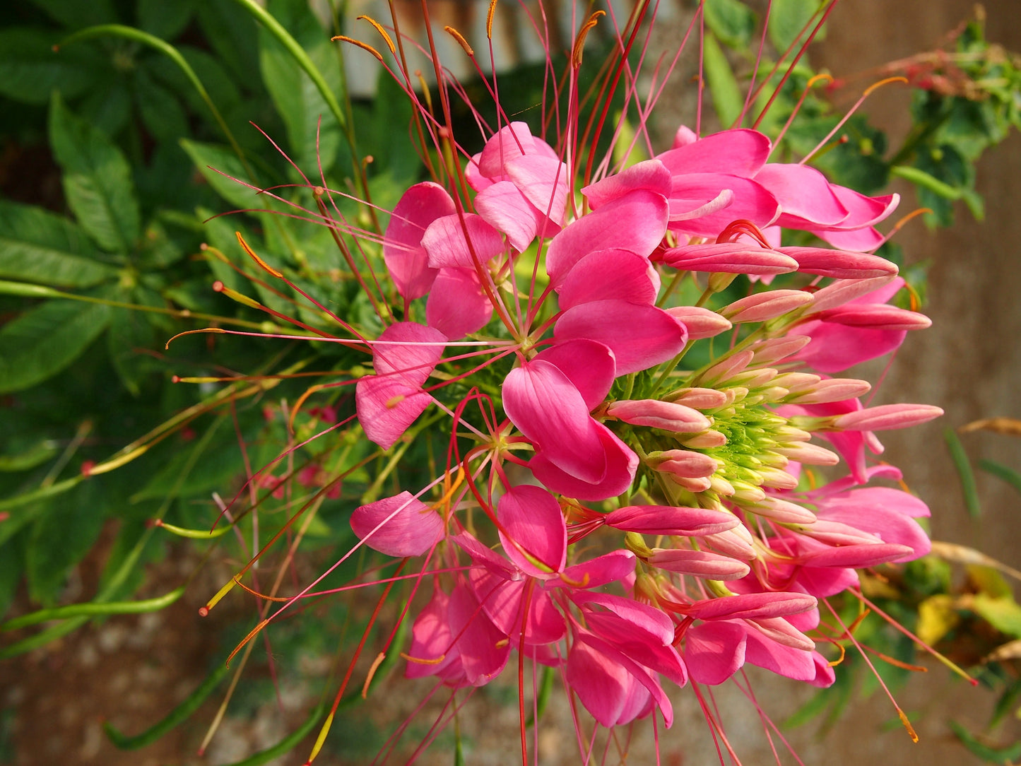 200 ROSE QUEEN CLEOME Hassleriana Spinosa Pink Spider Flower Seeds