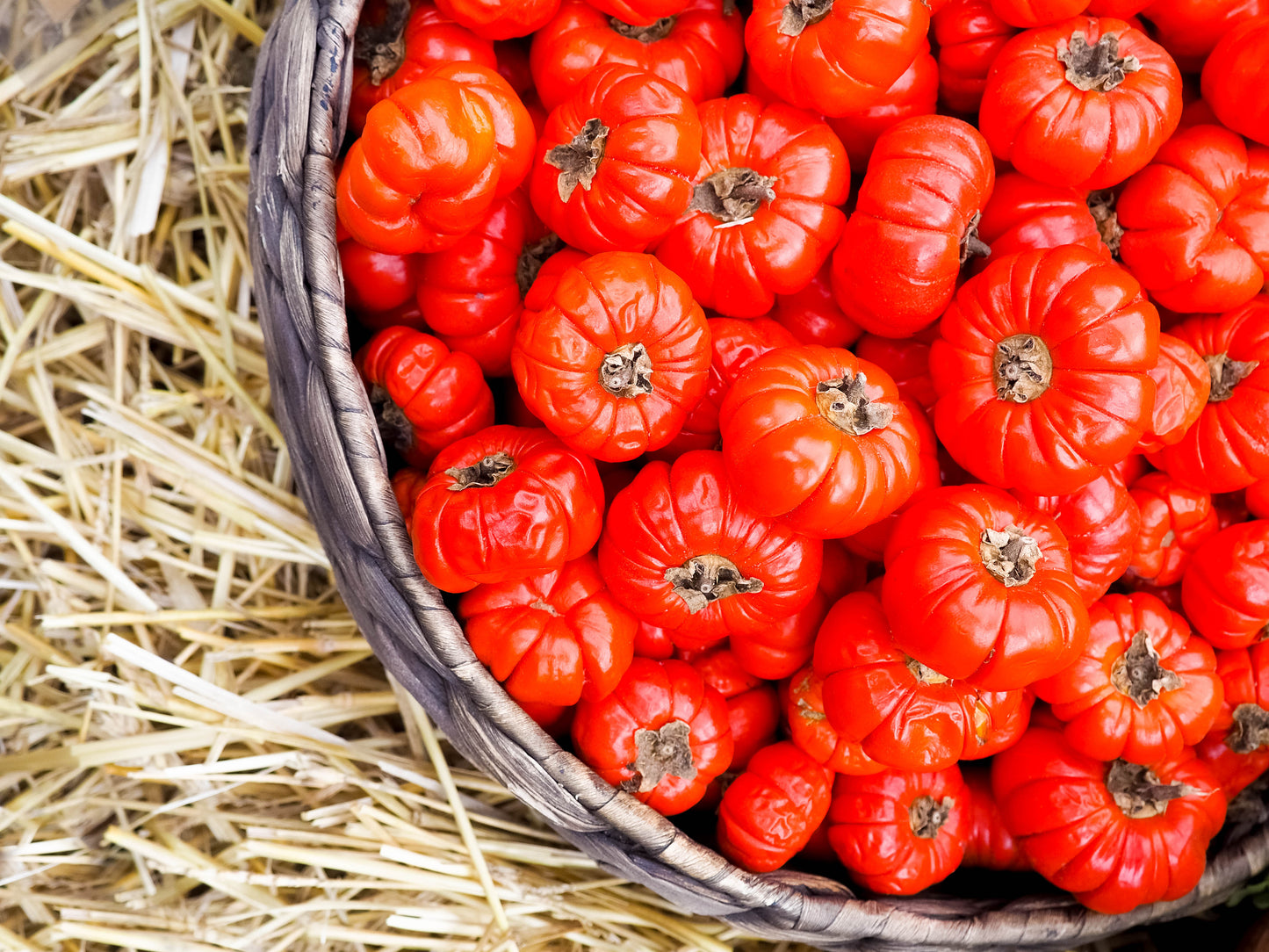 25 RUFFLED RED EGGPLANT Pumpkin On A Stick Edible & Ornamental Solanum Melongena Seeds