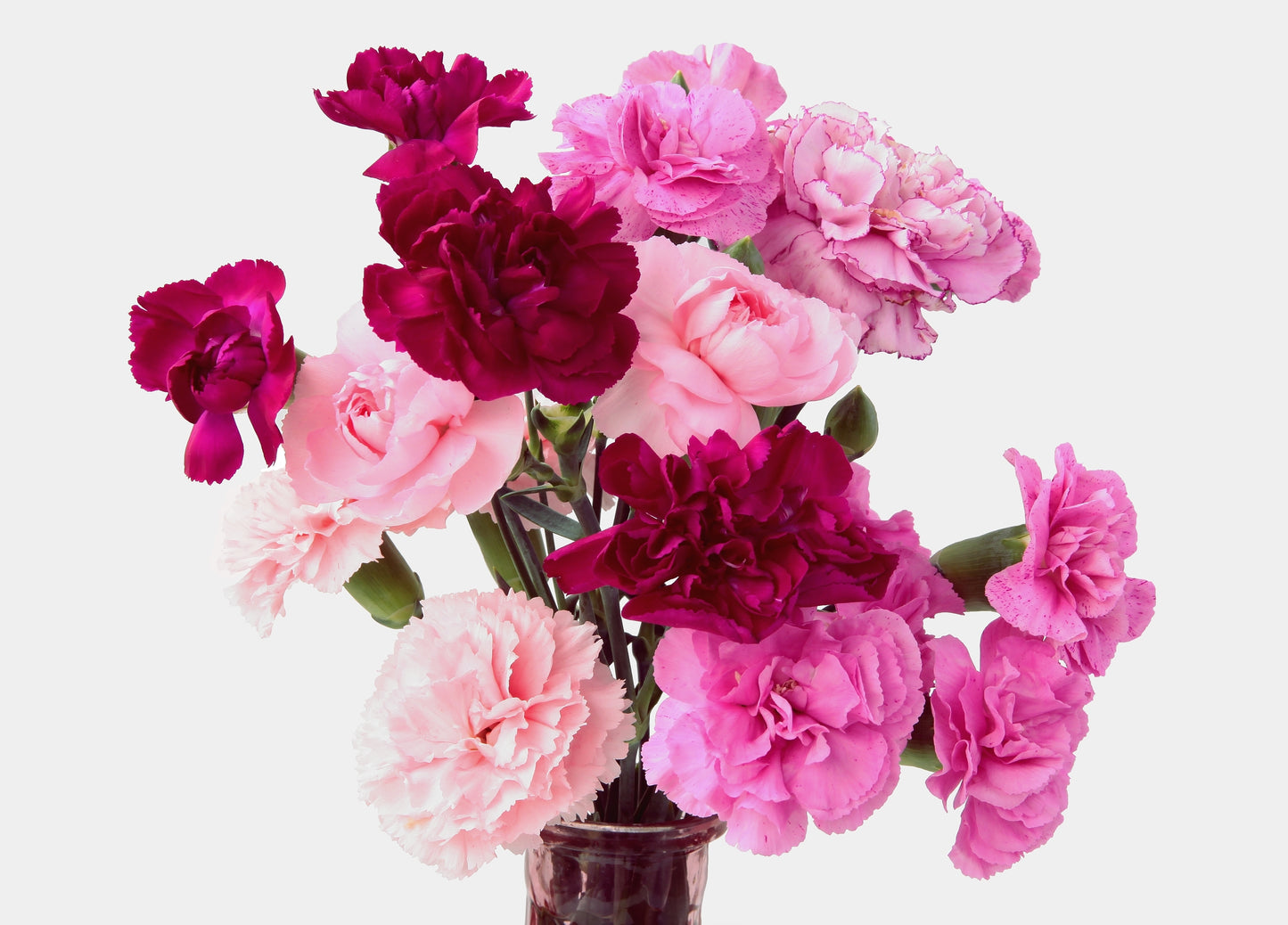 100 RAINBOW CARNATION Mix Mixed Colors Dianthus Caryophyllus Flower Seeds