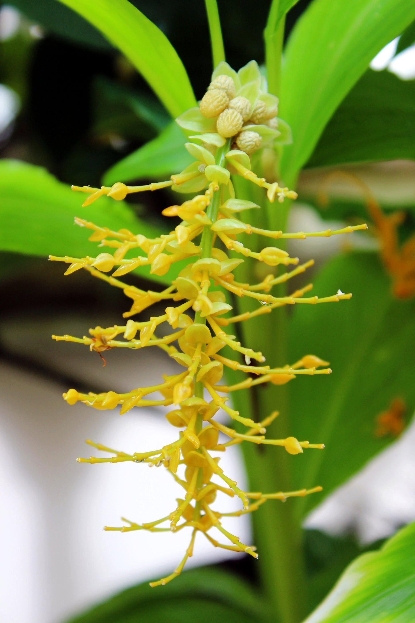 10 DANCING GIRL GINGER Globba Schomburgkii Yellow Fairy Ginger Houseplant Shade Flower Seeds