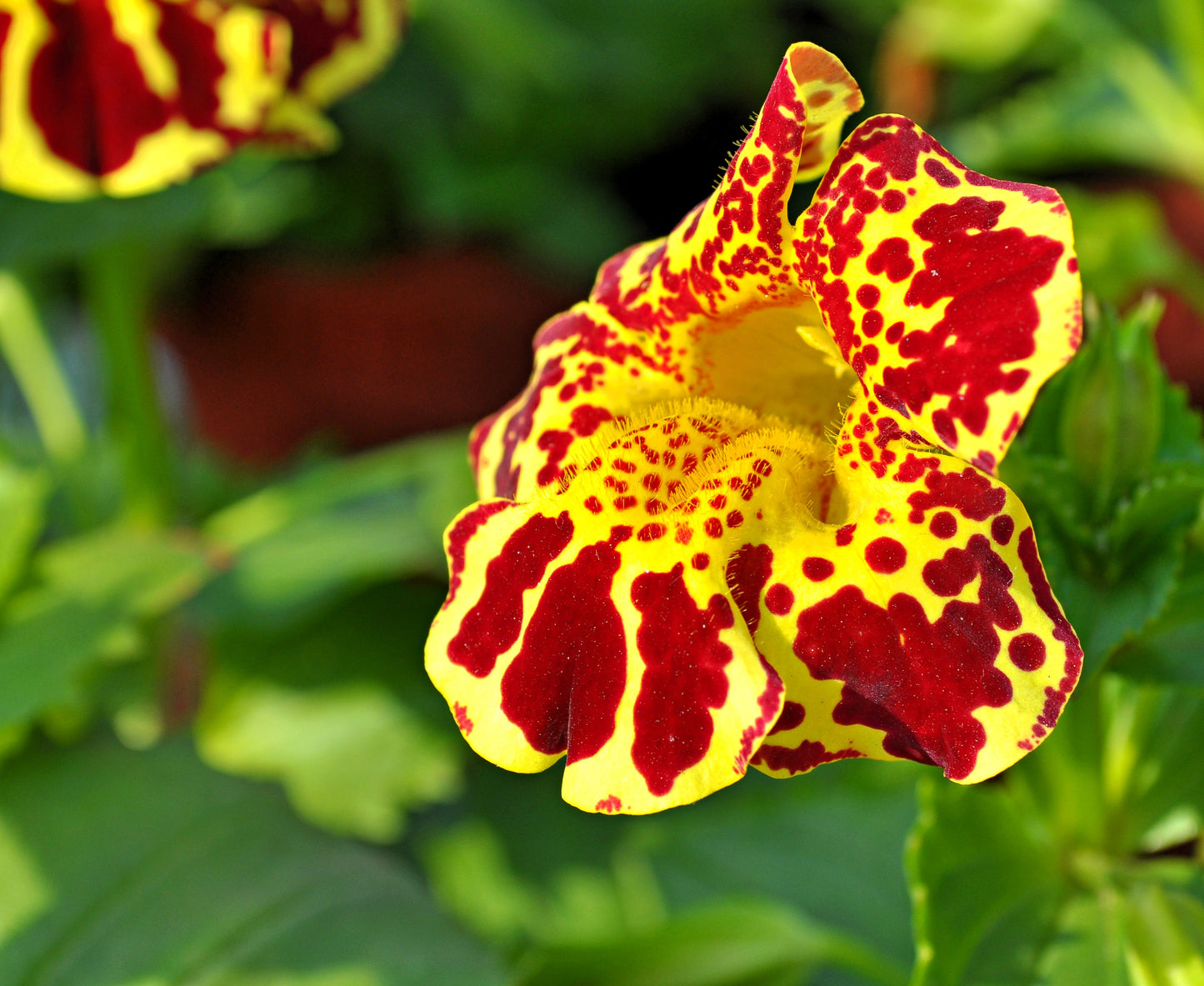 250 TIGER MONKEY Mixed Colors Mimulus Tigrinus Flower Seeds