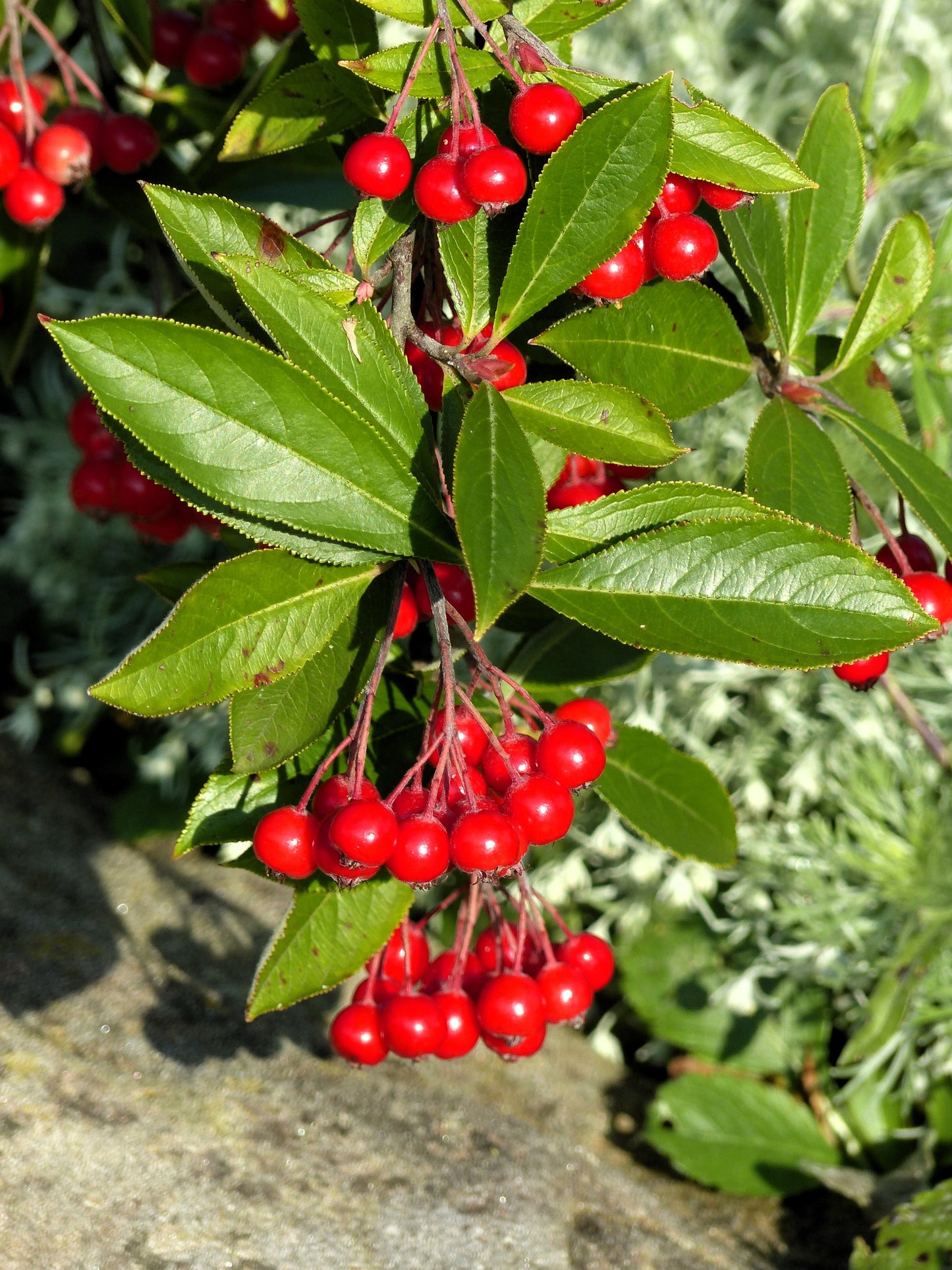 50 RED CHOKEBERRY Aronia Arbutifolia White Flower Fruit Shrub Seeds