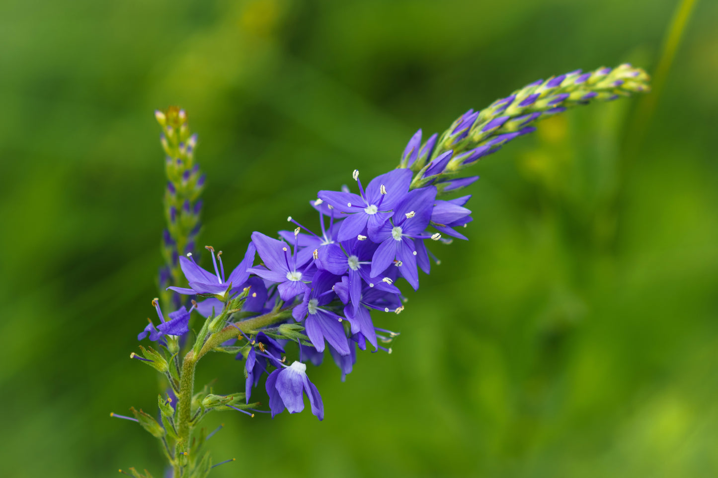 75 ROYAL BLUE SPEEDWELL Veronica Austriaca Teucrium Flower Seeds