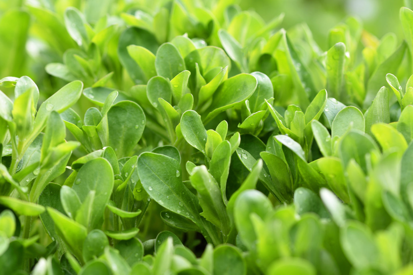 500 Dutch CORN SALAD Lambs Lettuce Valerianella Locusta Herb Vegetable Seeds