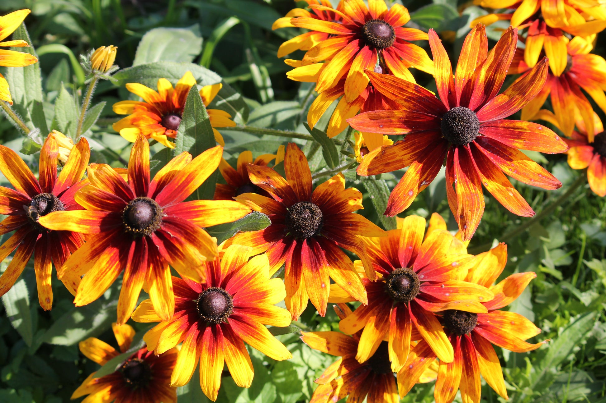 indian seeds and plants in usa 4000 Indian Summer GLORIOSA DAISY Rudbeckia Hirta Red Yellow Brown Flower Seeds