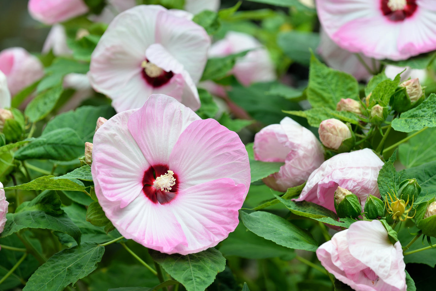 25 MIXED LUNA HIBISCUS Moscheutos Hardy Mixed Colors - Red, Hot Pink, Pink & White Swirl, and White Flower Seeds