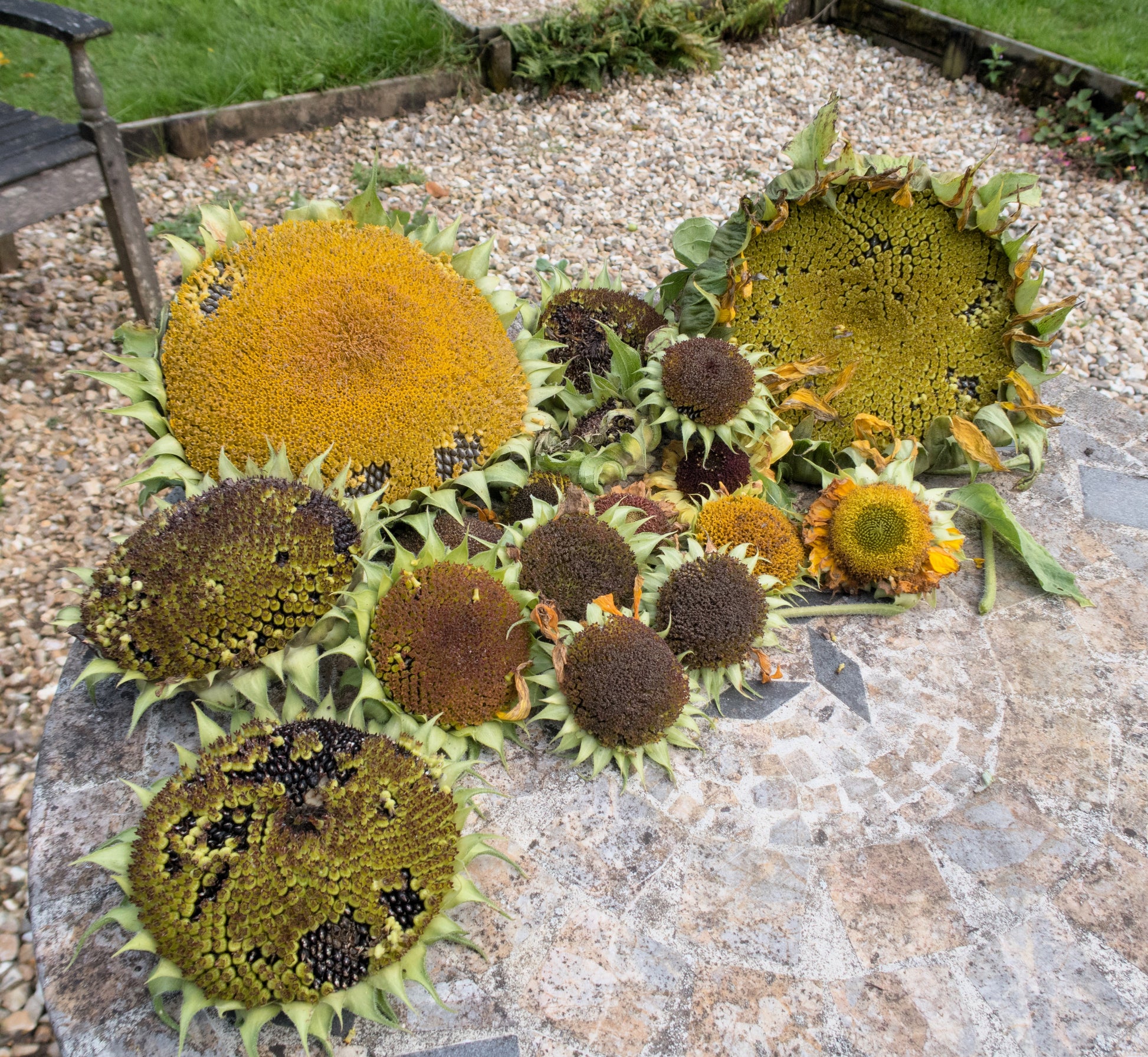 planting mammoth russian sunflower seeds 10 Early MAMMOTH RUSSIAN SUNFLOWER Helianthus Annuus Flower Seeds – Seedville USA