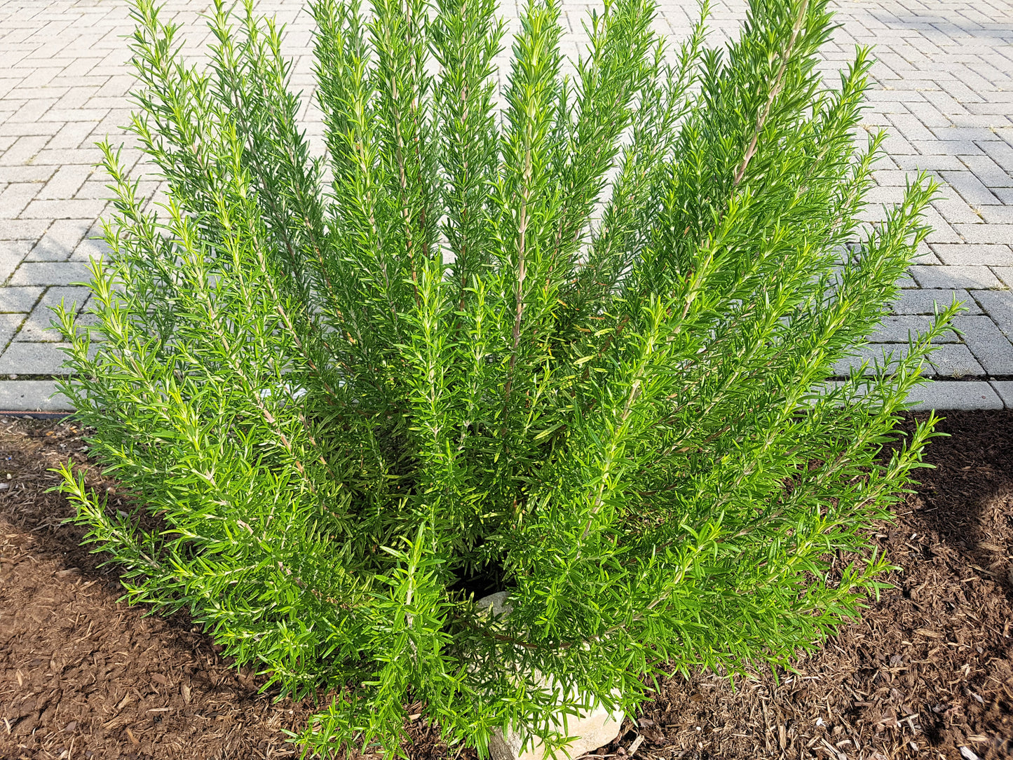 100 ROSEMARY Rosmarinus Officinalis Herb Flower Seeds