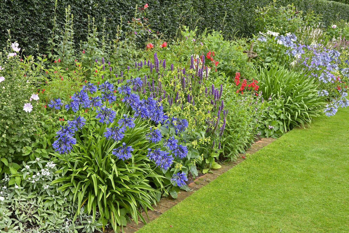 25 BLUE LILY of the NILE Agapanthus Orientalis African Lily Flower Seeds